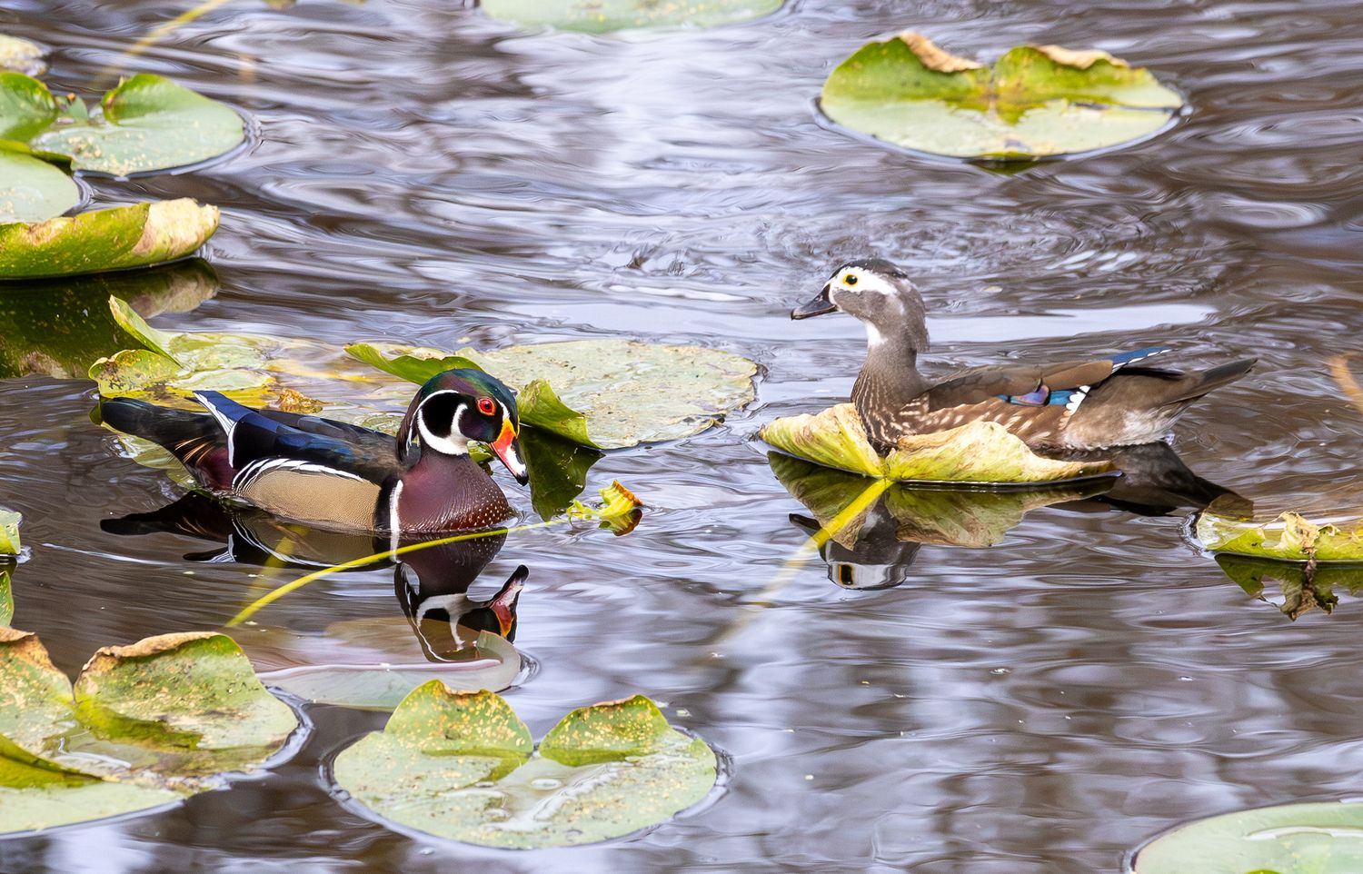 A colorful wood duck swims gracefully among lily pads in rippling water.