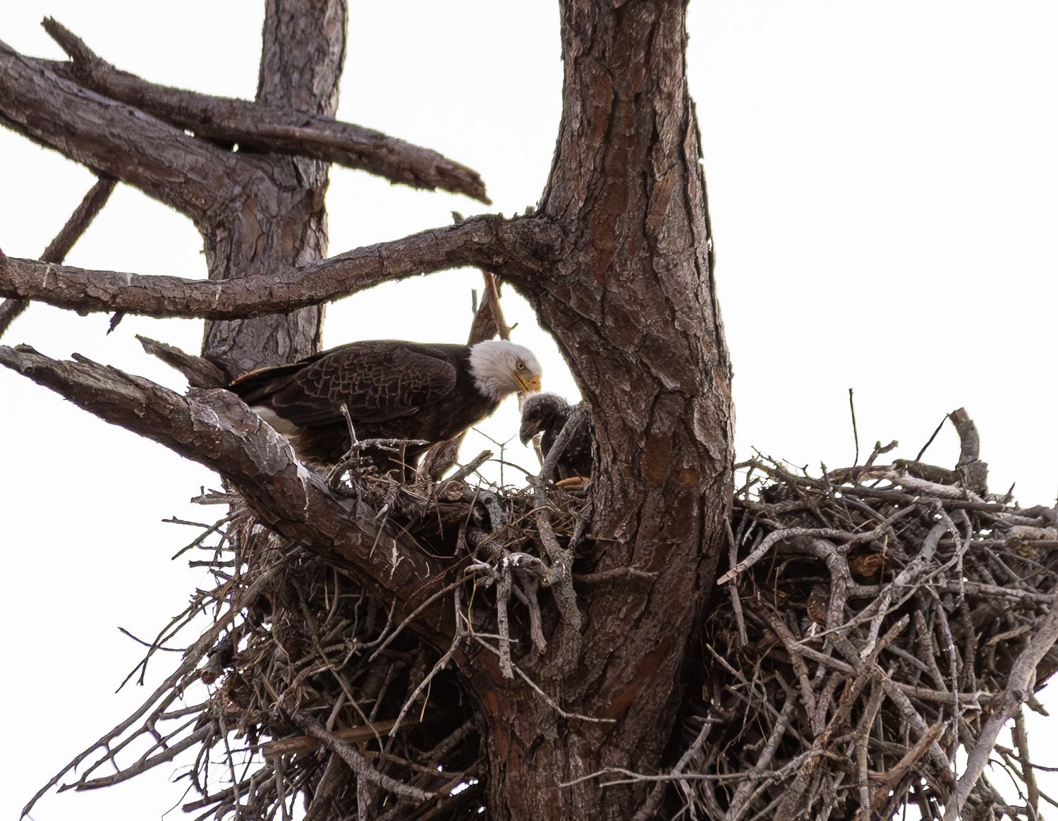 A white cockatoo perches on a large nest made of sticks and branches in a tree.