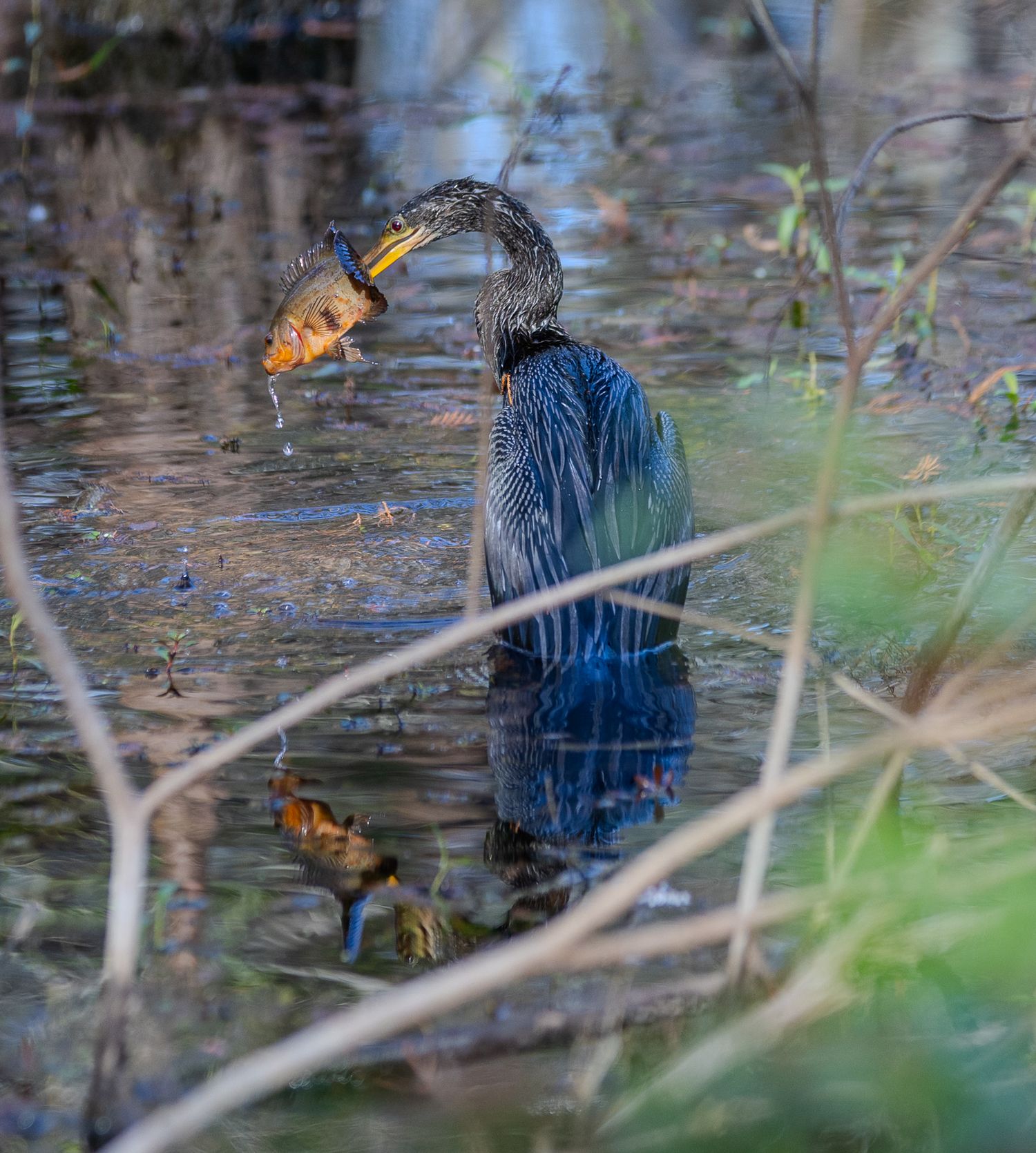 A small bird with dark blue feathers forages in shallow water among fallen branches and vegetation.