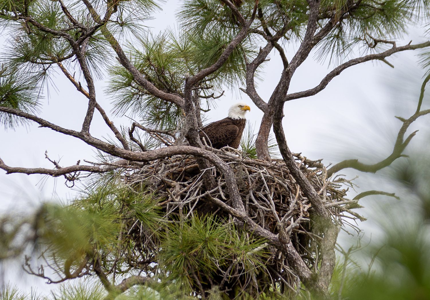 A Bald Eagle perched on a pine tree branch against a cloudy sky background.