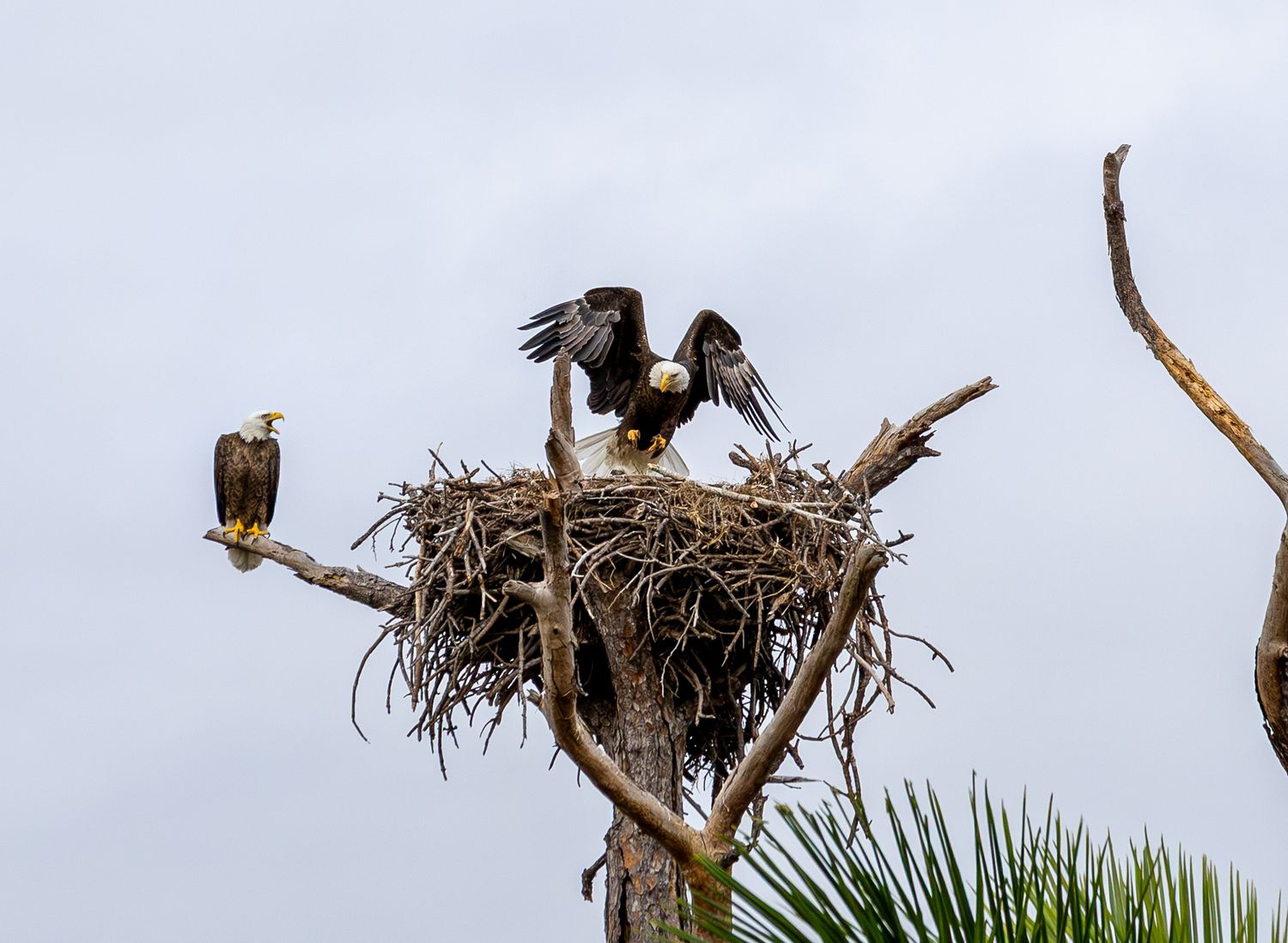 A majestic bald eagle perches in its large nest made of sticks and branches atop a tall palm tree.