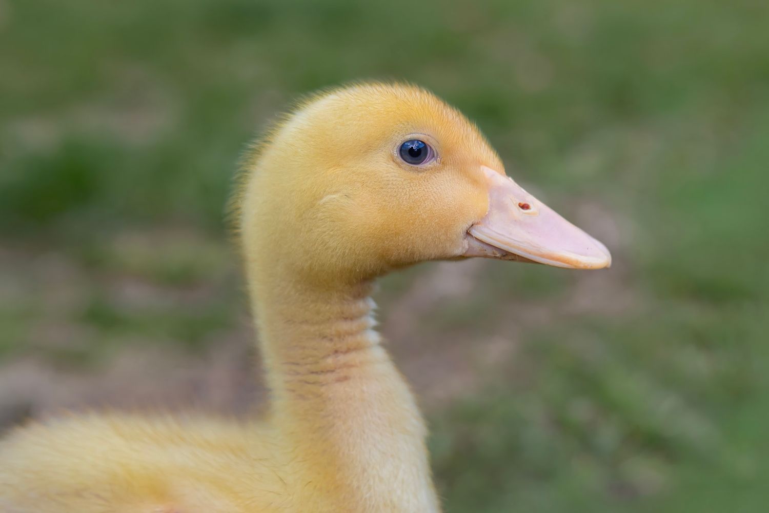 close up portrait of a yellow duckling