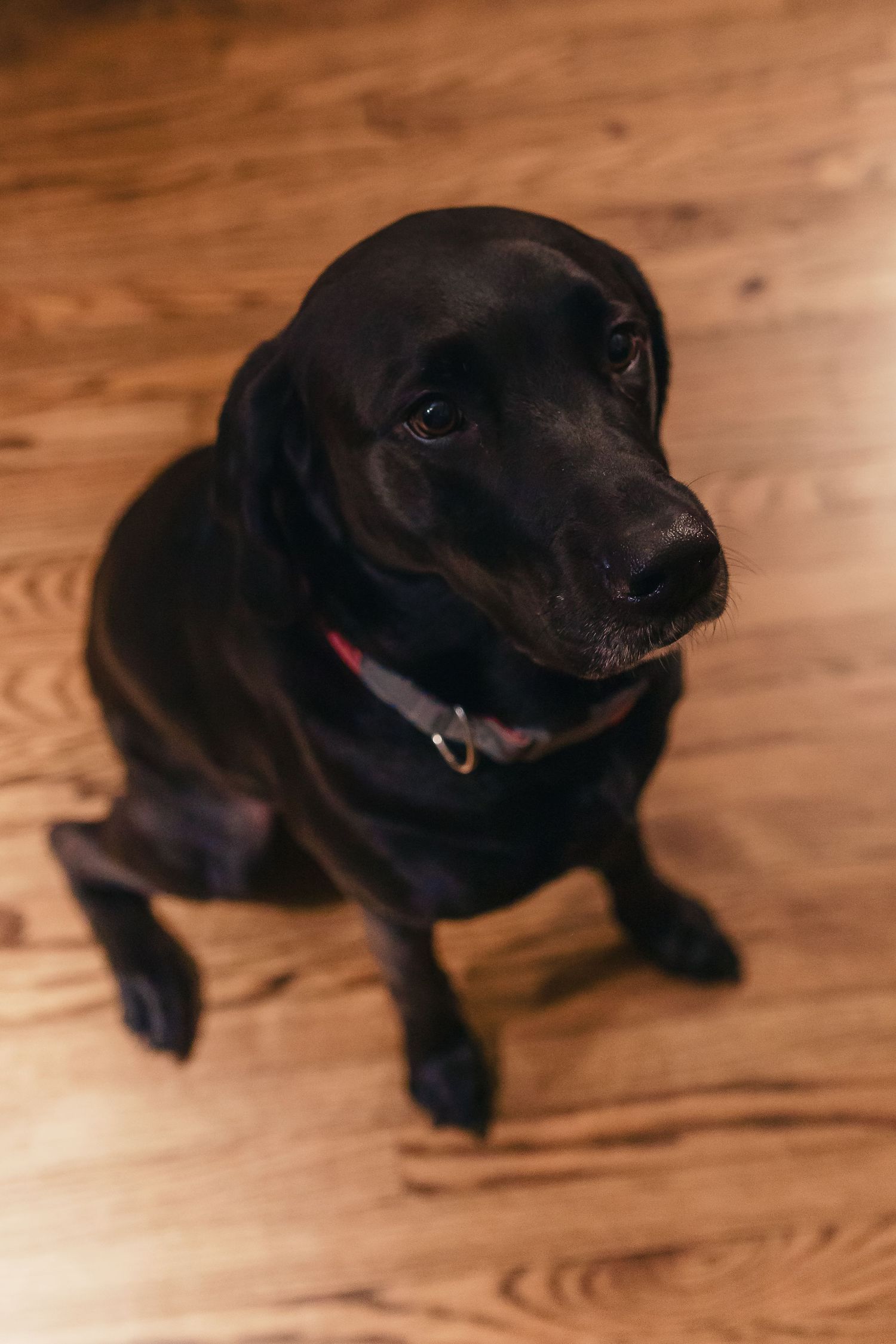 A black Labrador dog lying on a wooden floor shown in a sequence of similar poses.