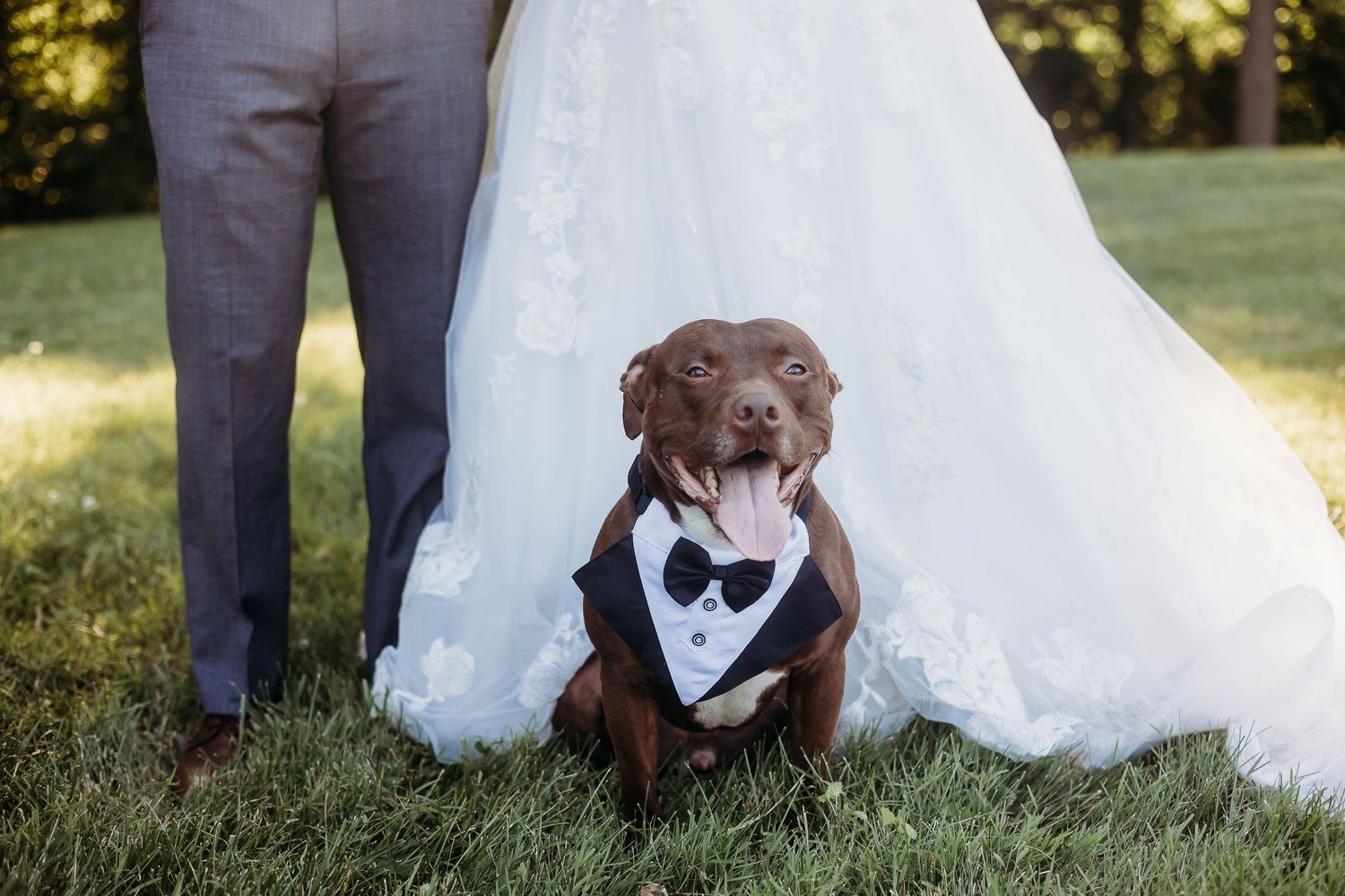 Chocolate lab wearing bow tie poses with wedding couple.