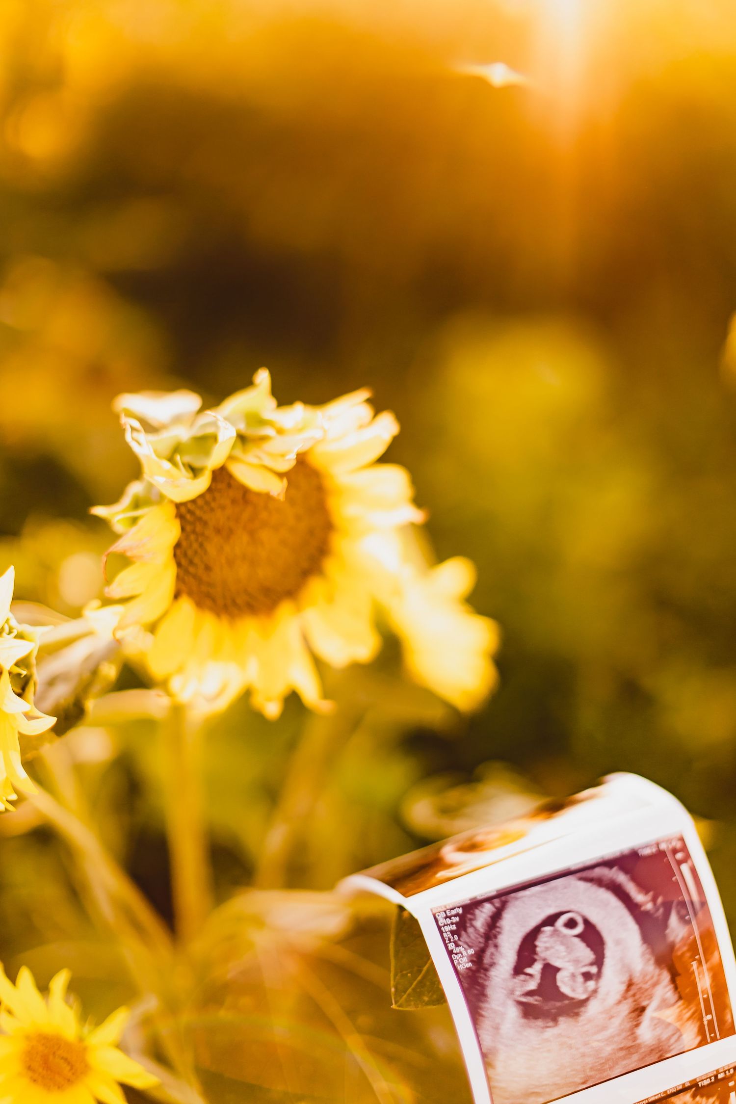 Ultrasound photos nestled among blooming sunflowers in golden sunlight.