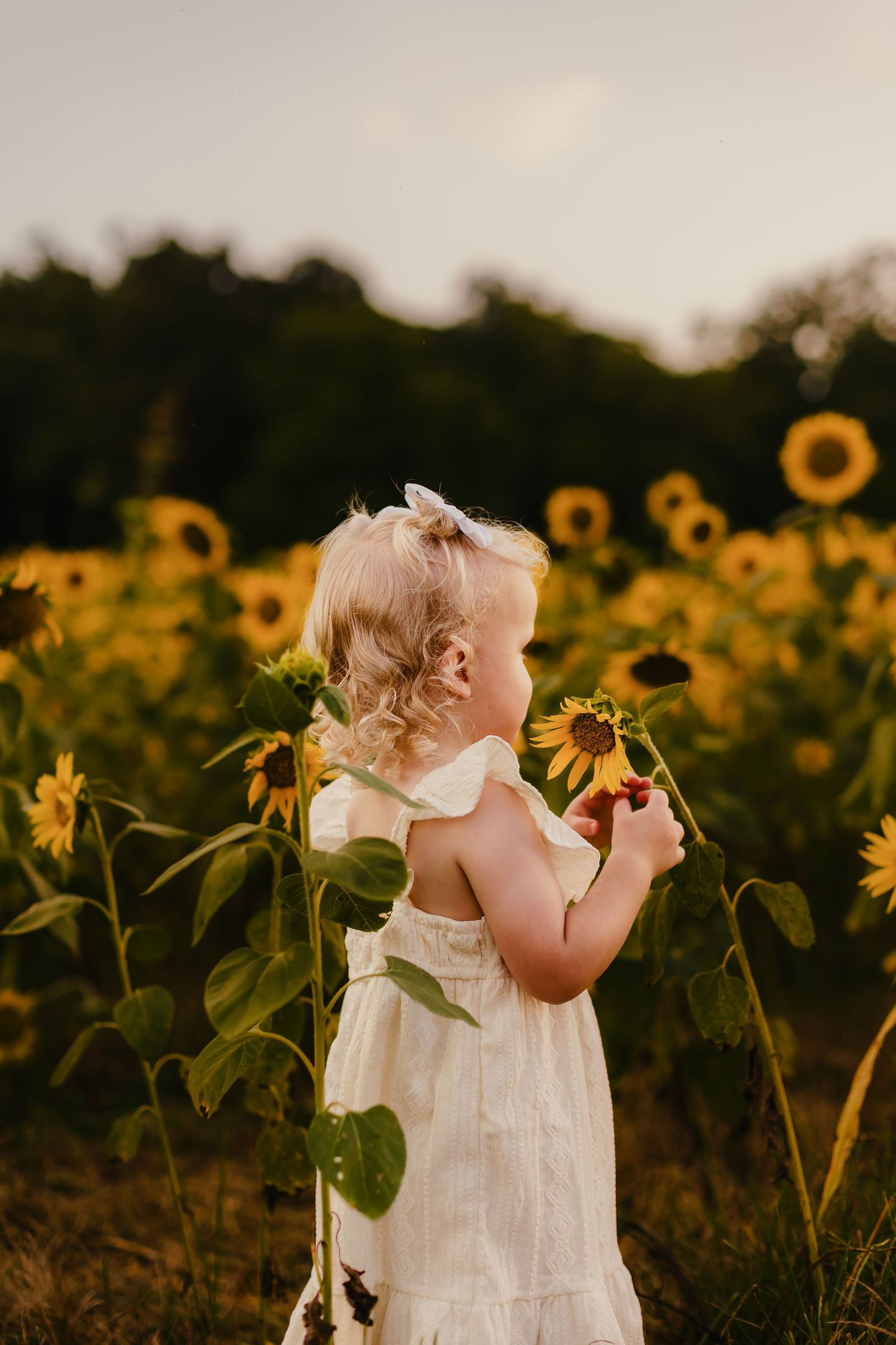 A young blonde girl in a white dress with a bow stands in a vibrant sunflower field at golden hour.
