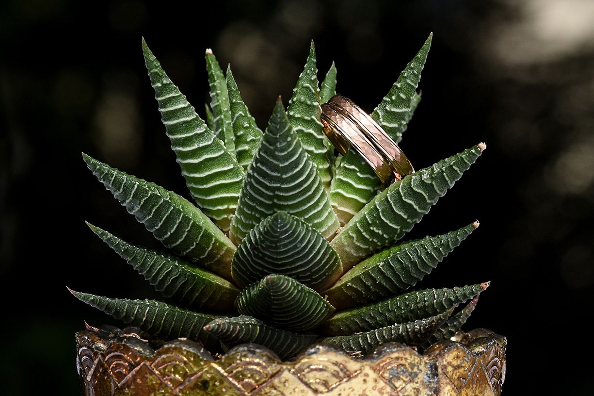 Close-up detail of a zebra haworthia succulent plant with striped geometric patterns in a decorative pot.
