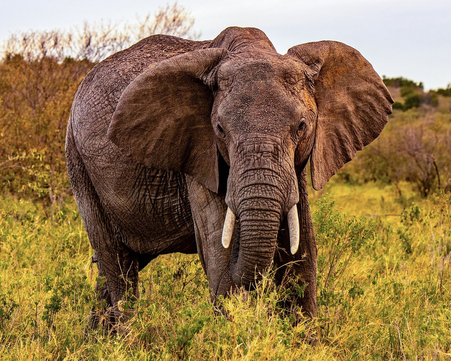 A sequence of African elephants walking through golden savanna grass at sunset.