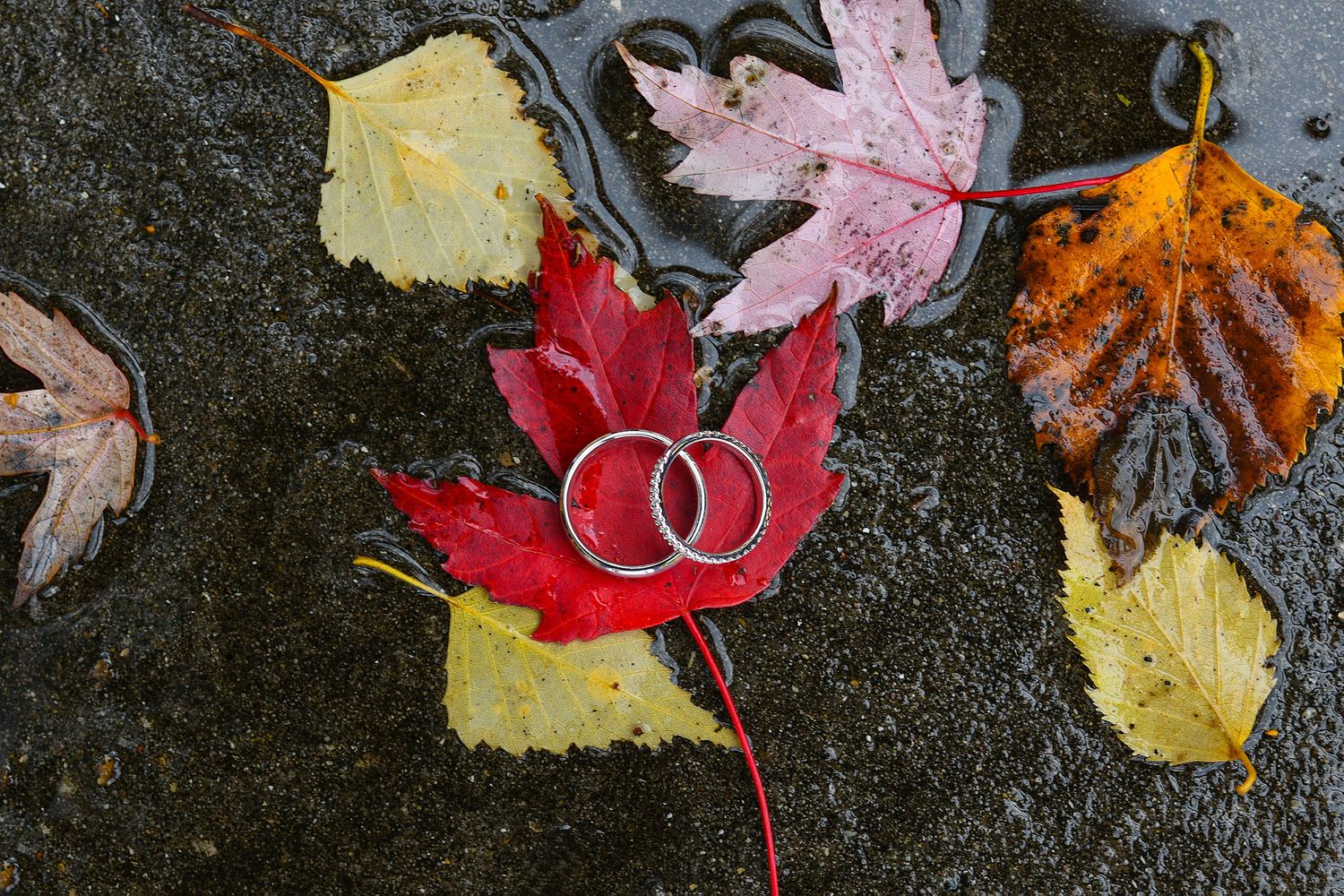 Two wedding rings rest on a vibrant red maple leaf surrounded by colorful autumn leaves on wet pavement.