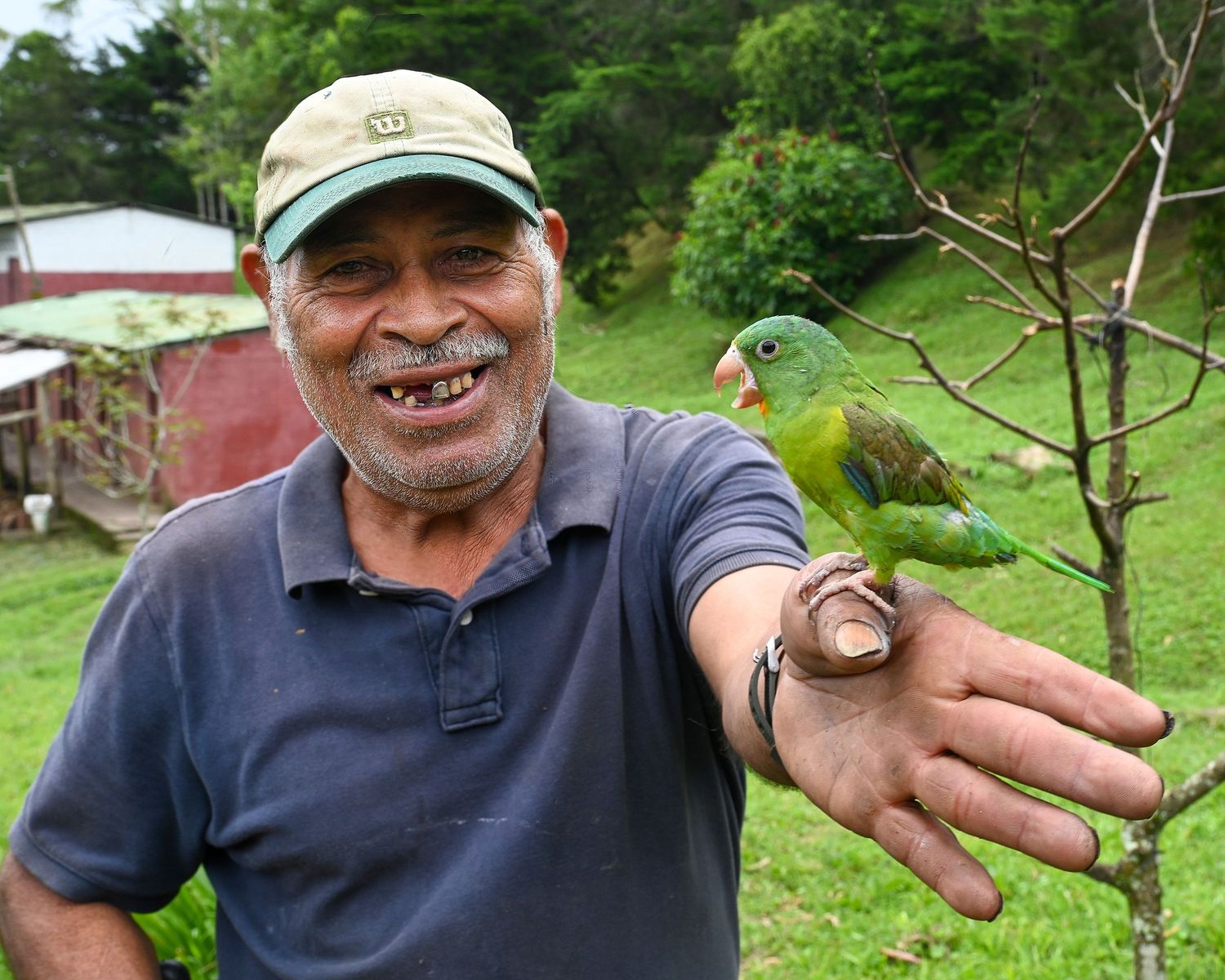 Person in a baseball cap demonstrating grafting techniques on fruit tree branches in a garden setting.