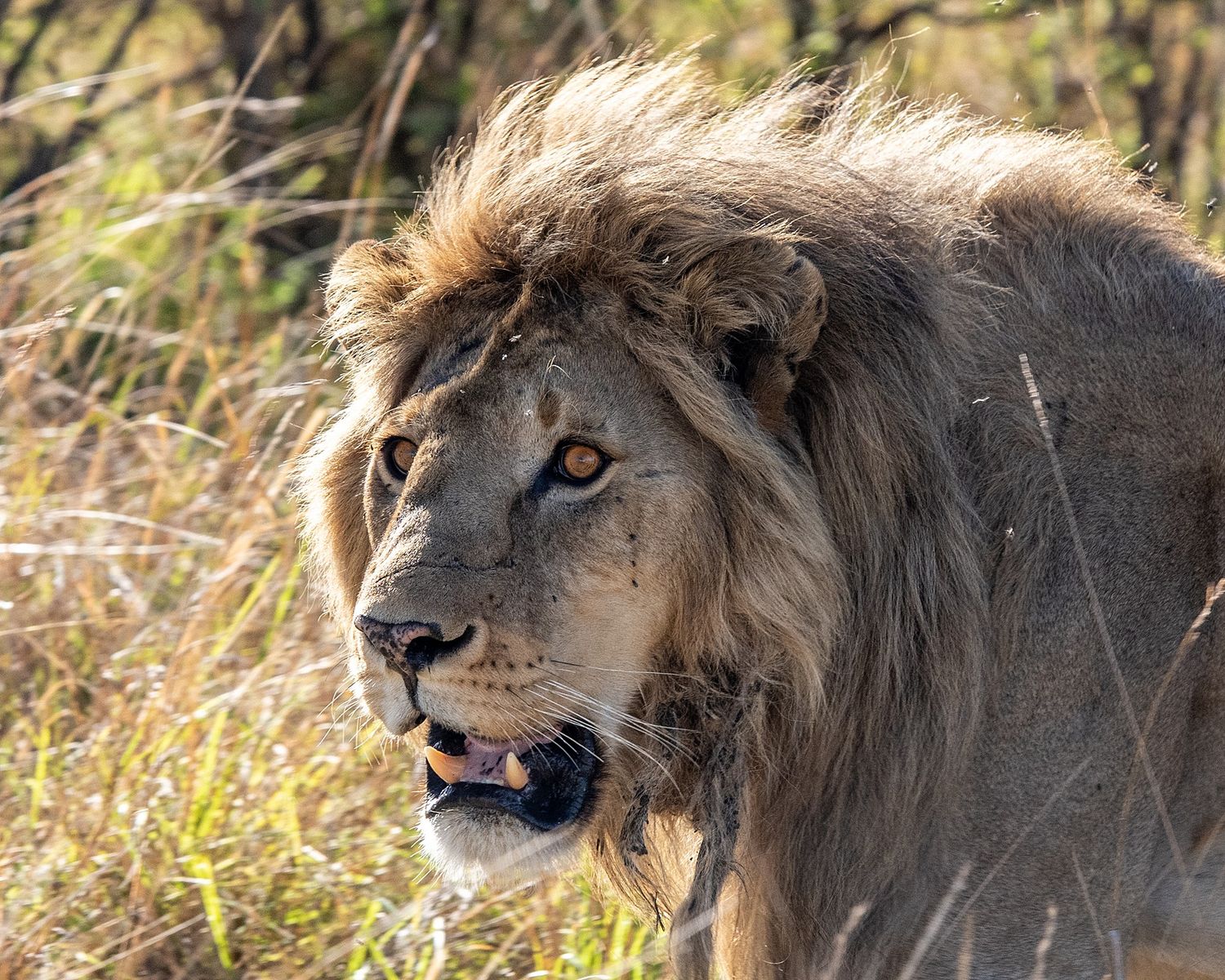 Portrait series of male lions with majestic manes in the African wilderness.