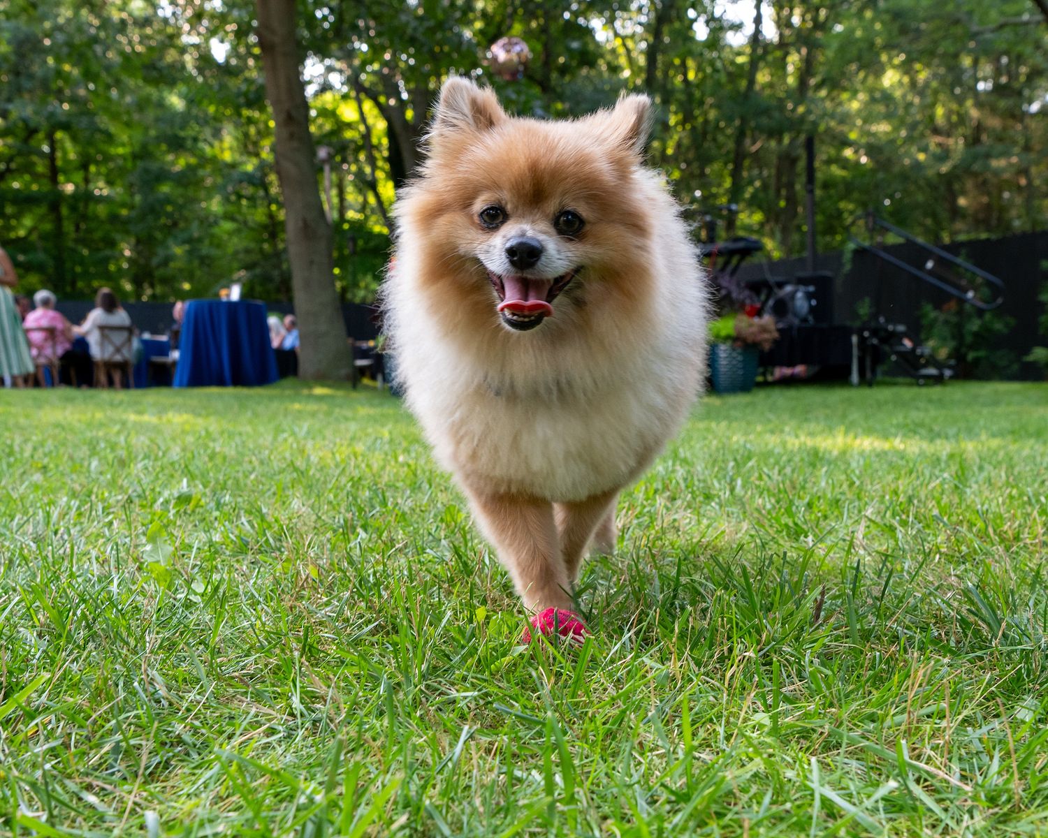 A fluffy Pomeranian dog with orange and white fur happily trots across a green lawn on a sunny day.
