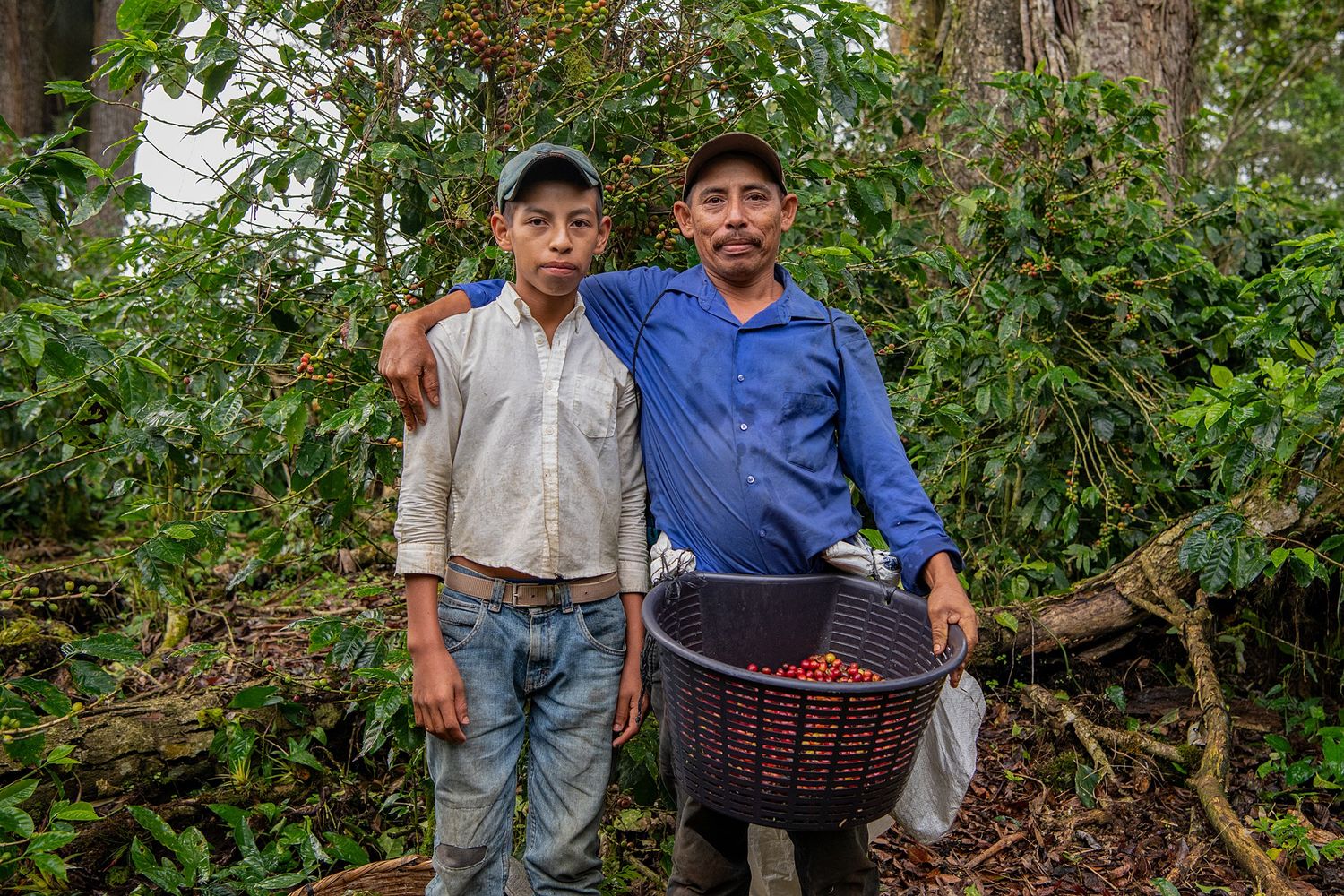 People gathering berries in a lush green forest setting.