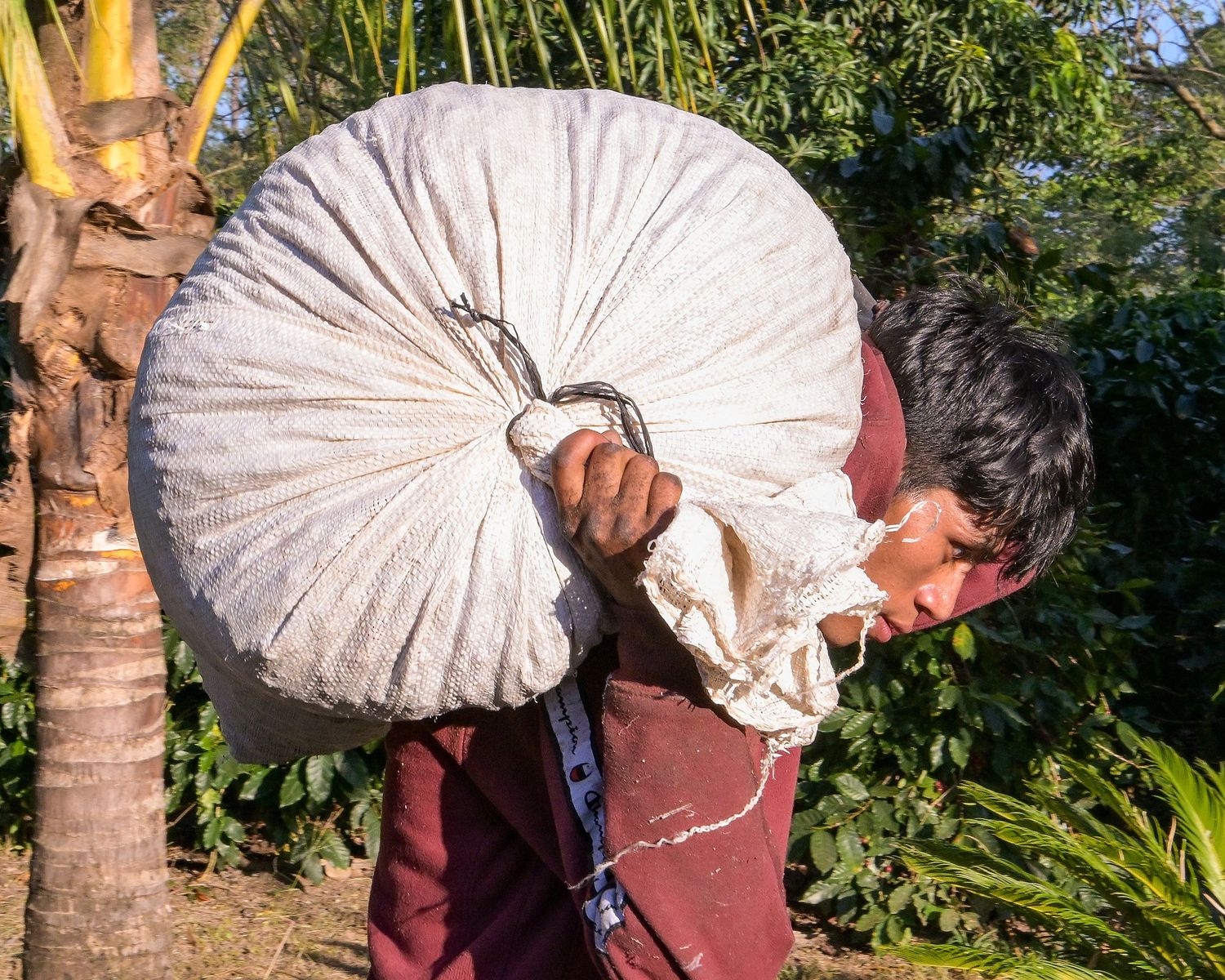Workers carrying large white sacks of harvested coffee beans through a plantation.
