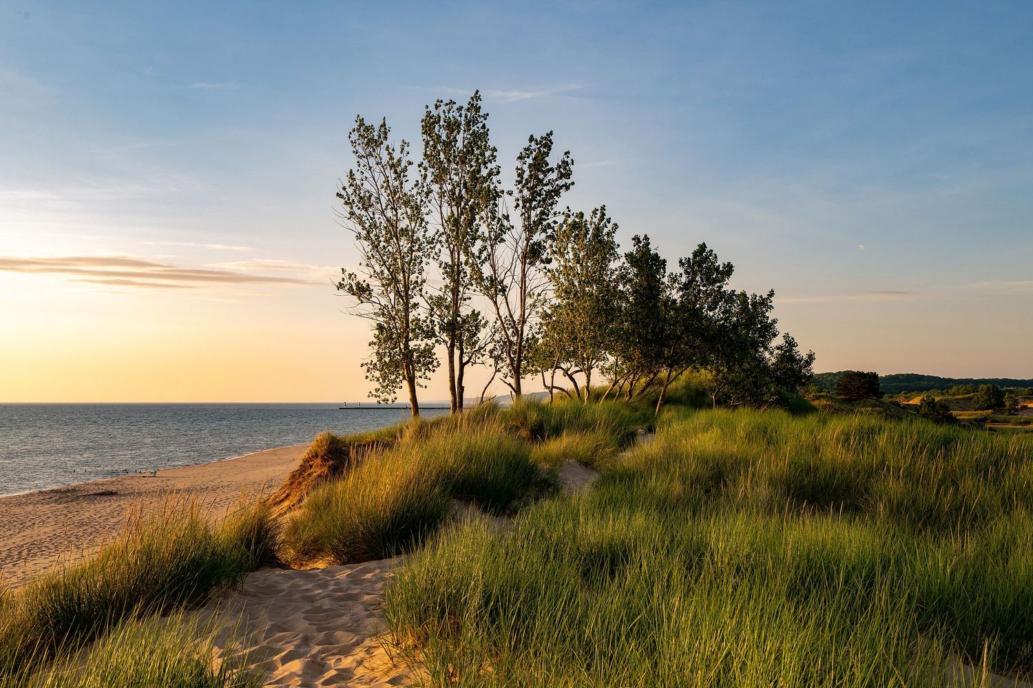 Sunset illuminates beach grass and trees along Lake Michigan shoreline.