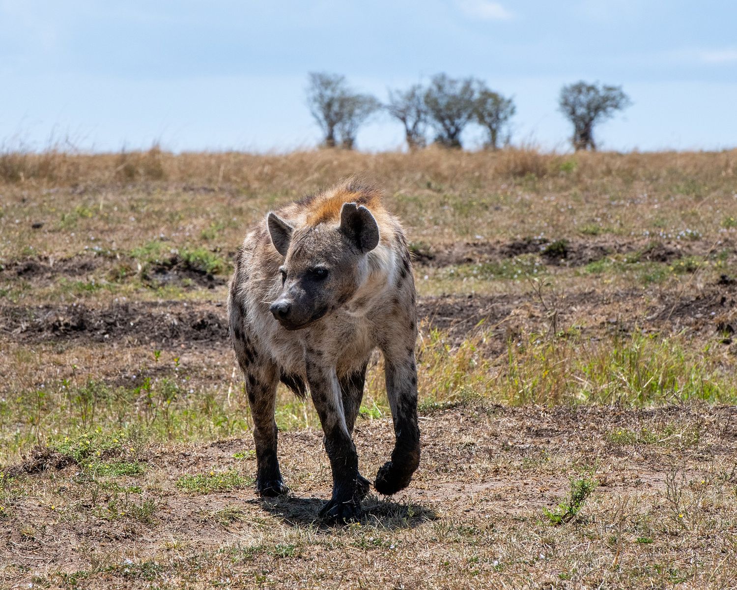 Multiple images of hyenas walking through dry grassland in the African wilderness.