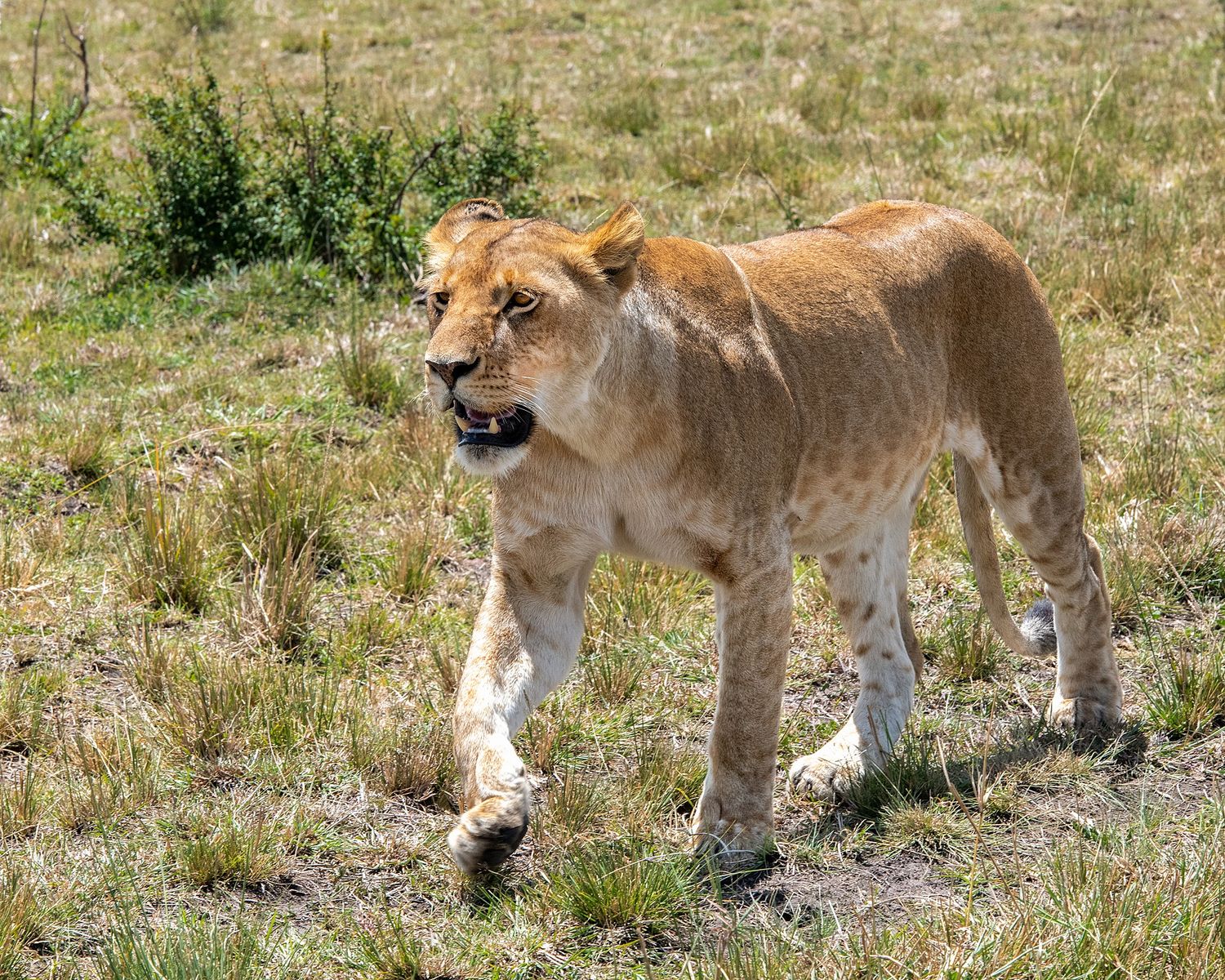 Pride of lionesses walking through dry grass in the African savanna.