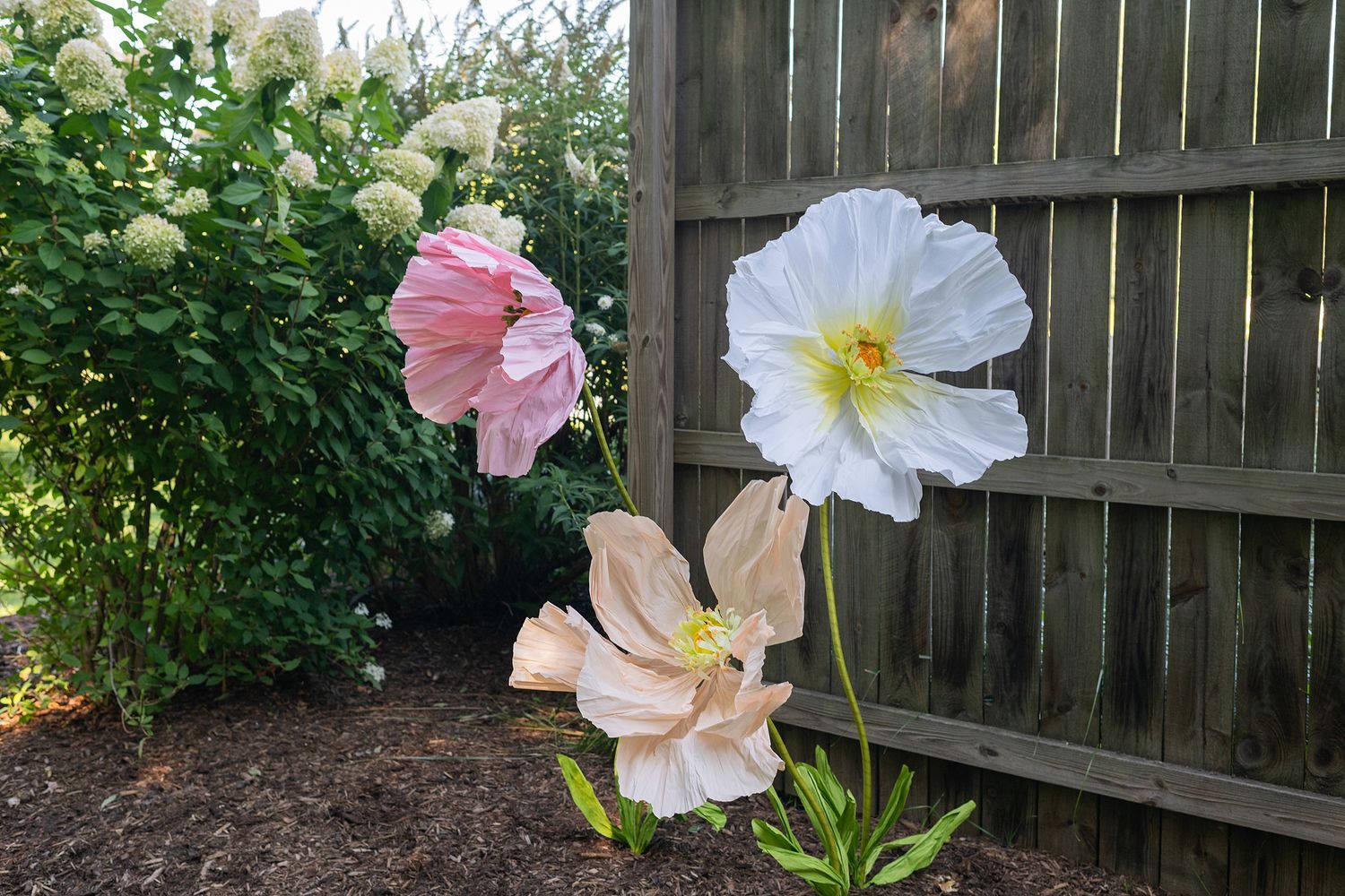 Pink and white poppy flowers bloom against a wooden fence in a garden setting.
