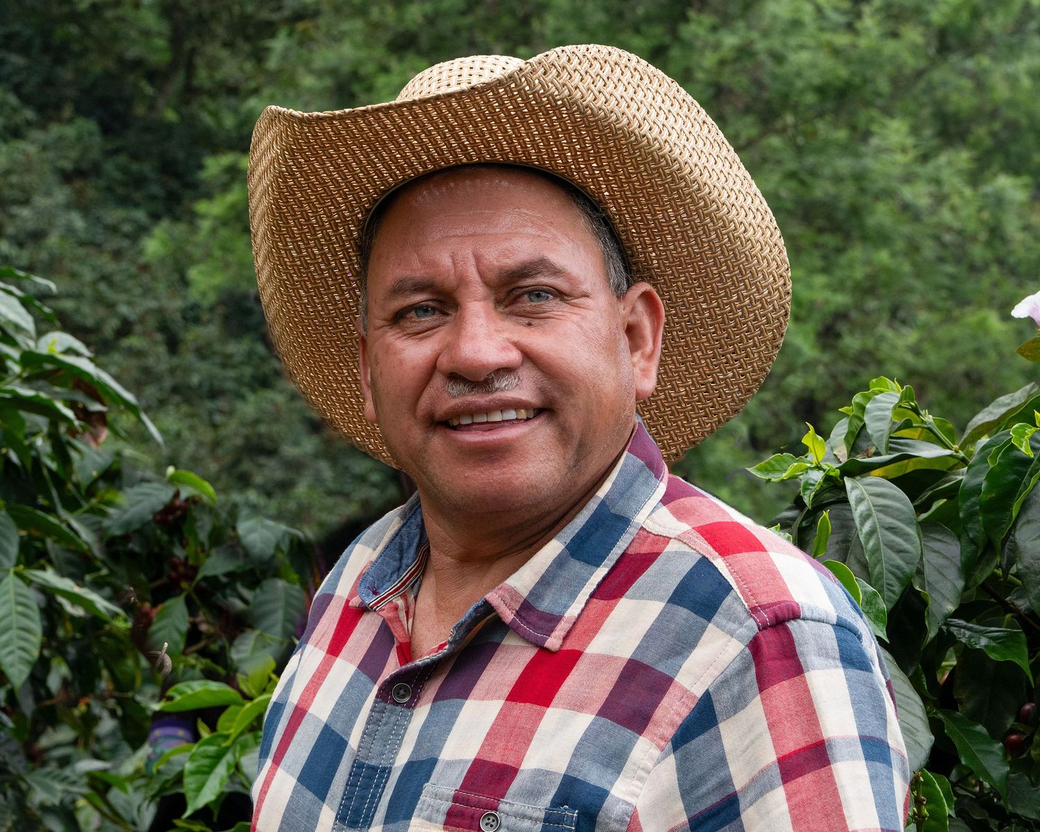 A worker in plaid shirt and straw hat smiles while working in a coffee plantation.