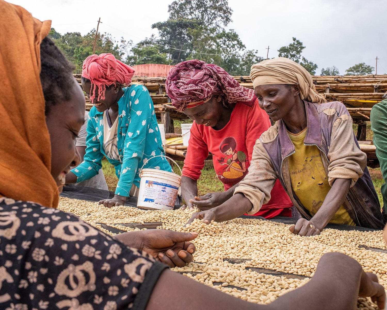 Workers sorting coffee beans by hand on large drying tables in rural setting.