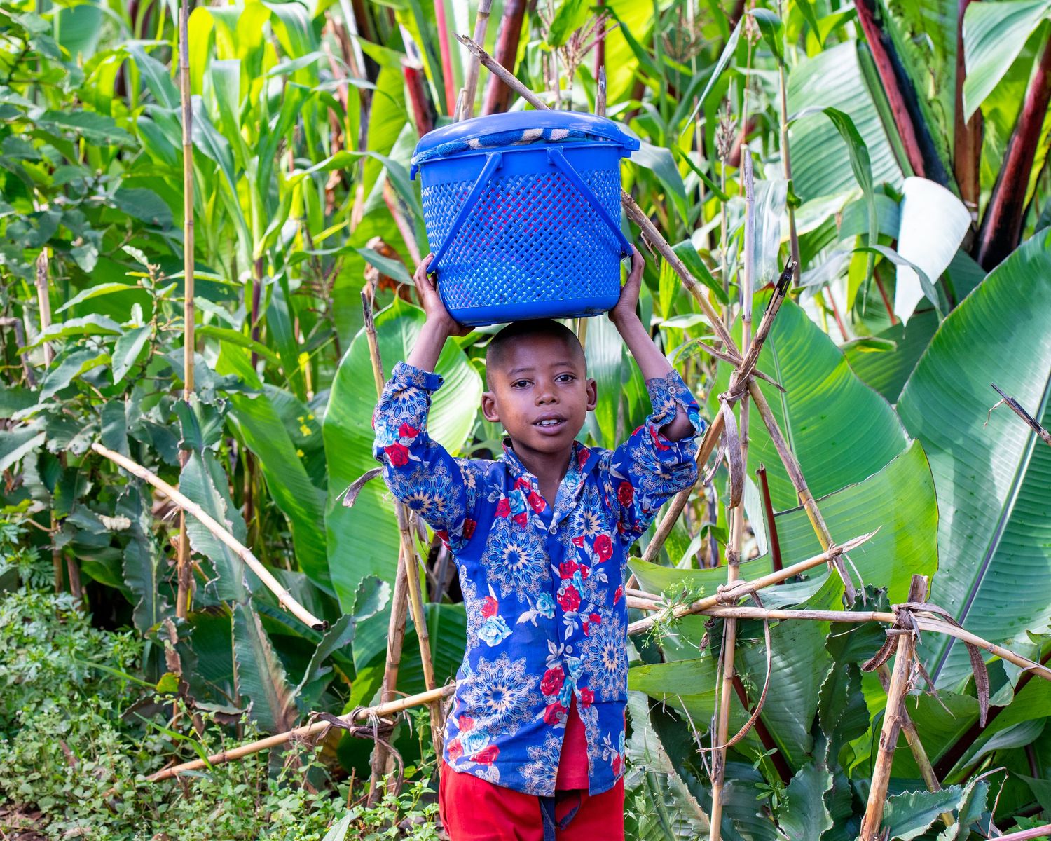 A child wearing blue and red carries a water container on their head among corn stalks.