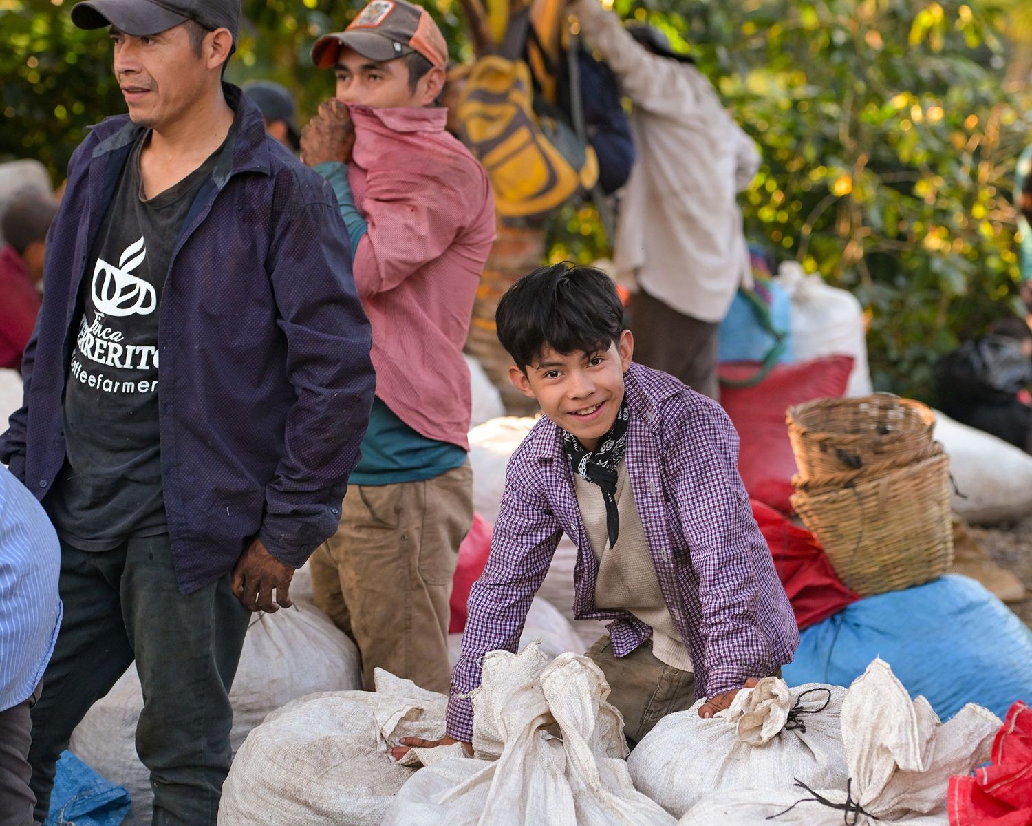 Coffee harvest workers organizing and handling large white sacks of beans.