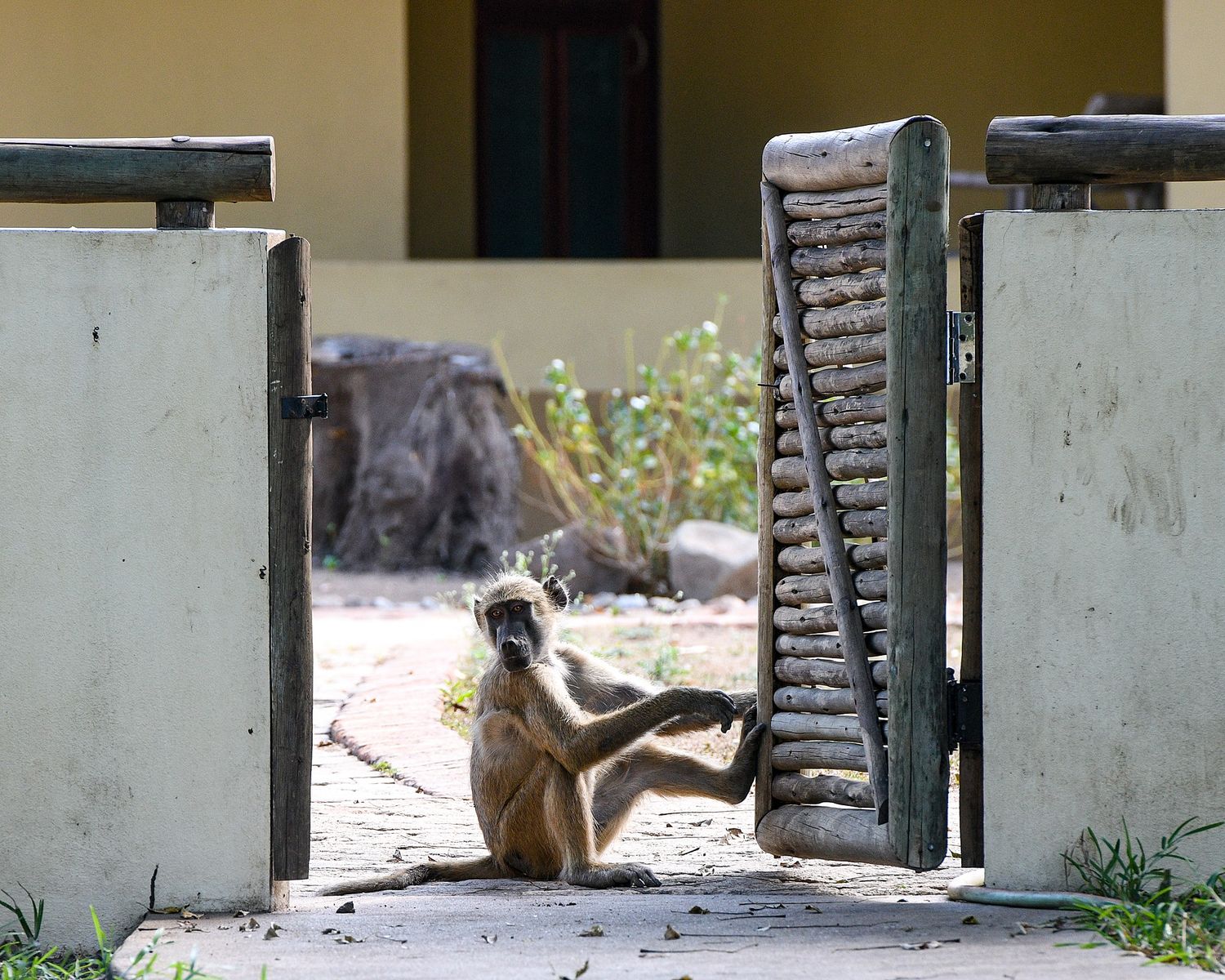 A small monkey sits alone between concrete pillars in an empty space.
