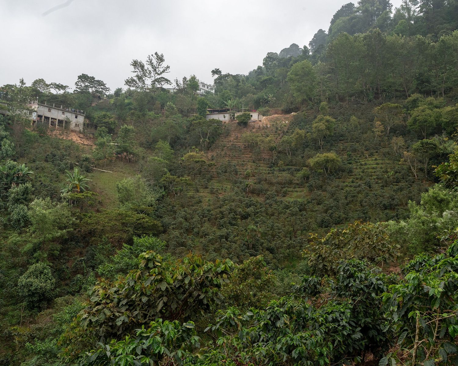 Panoramic view of a lush green coffee plantation on a mountainside.