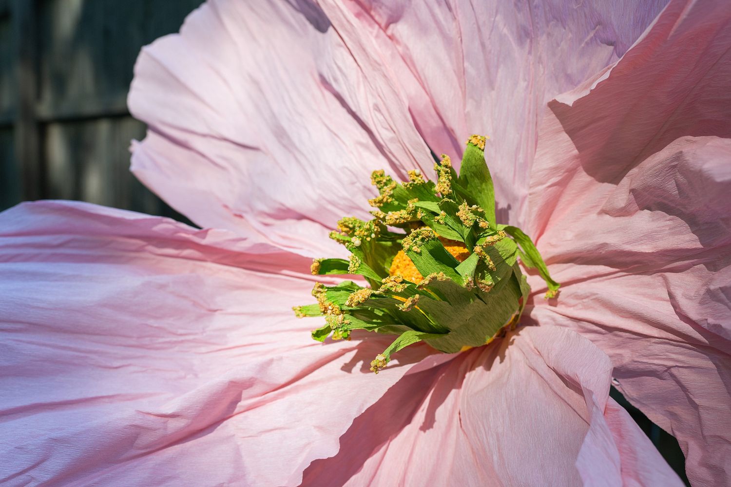 Close-up macro photograph of a pink poppy flower with yellow stamens in bright sunlight.