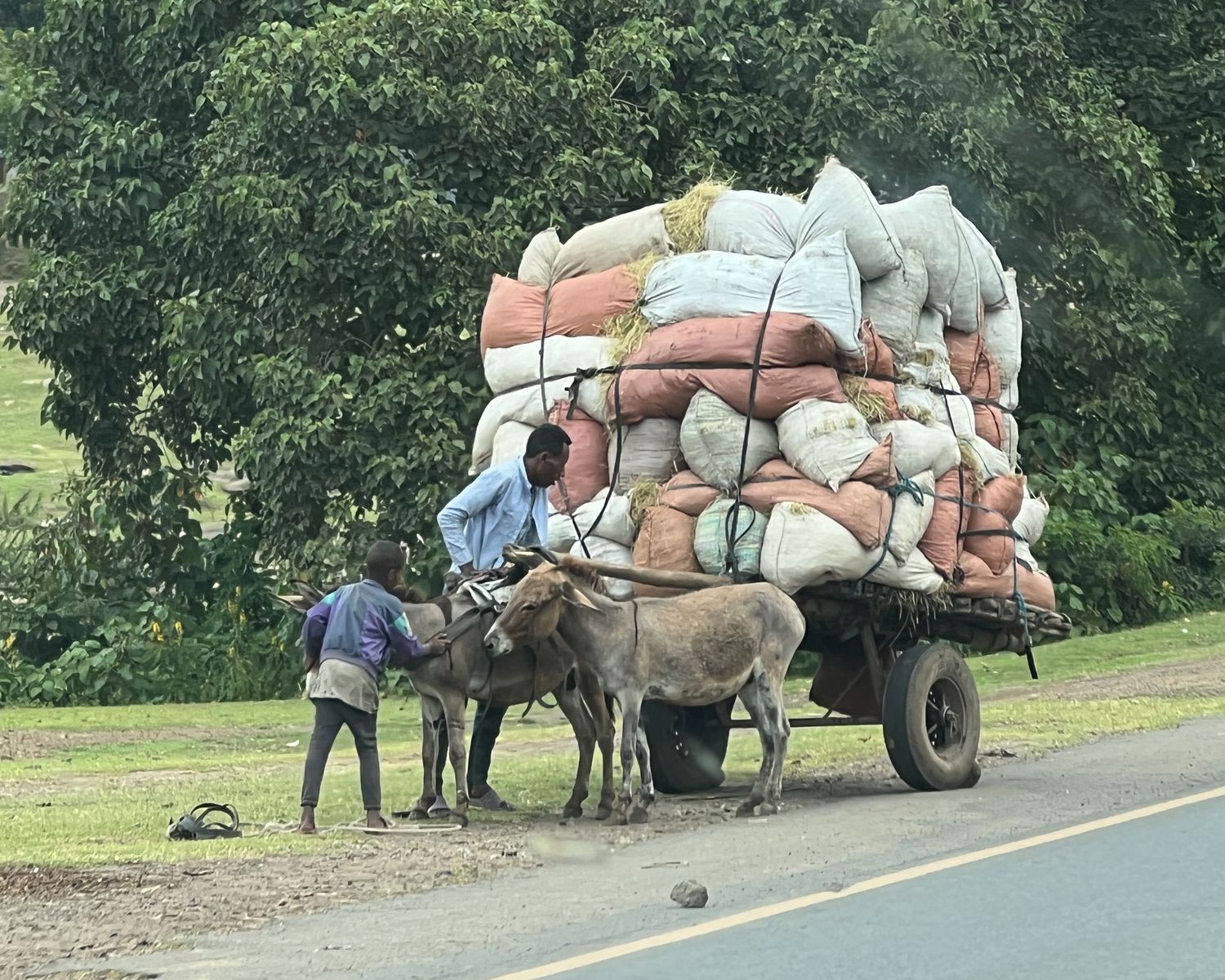 Ox-drawn cart loaded with supplies traveling down a paved road.