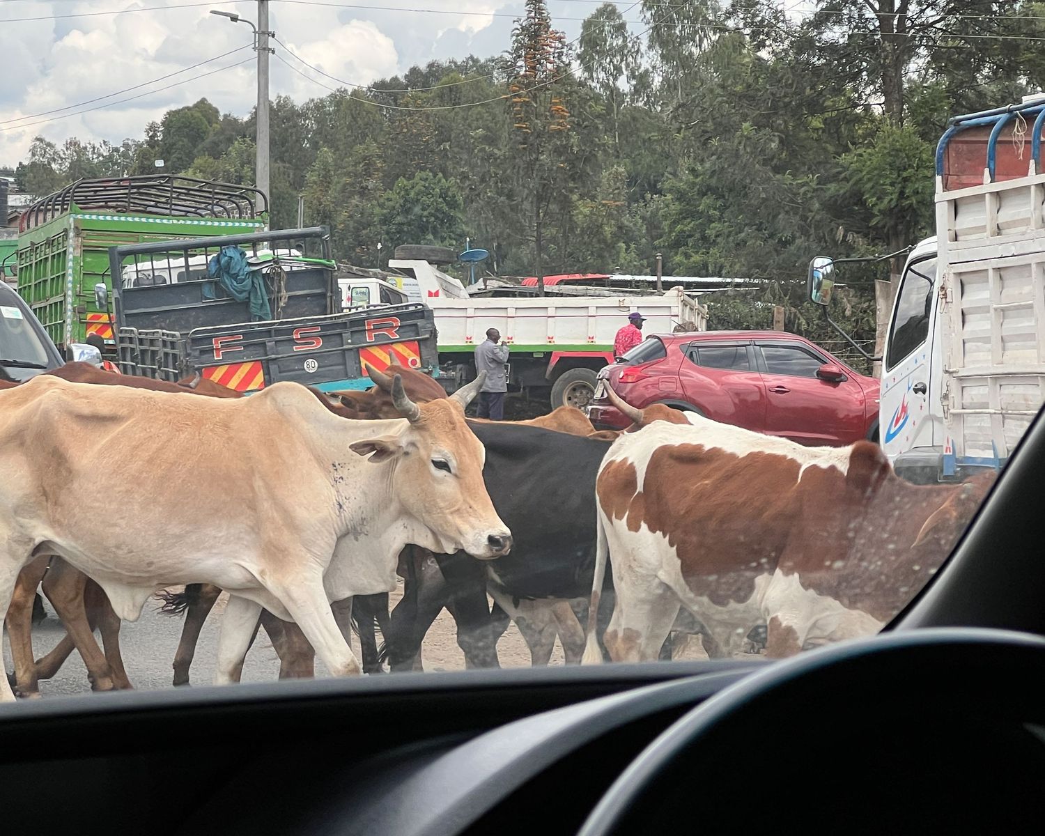 Herd of cattle walking along a rural road past parked vehicles.