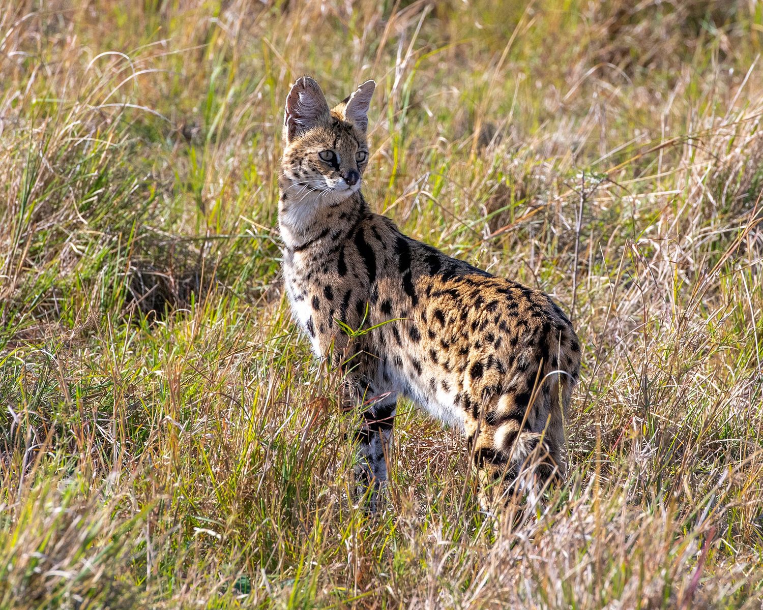 A sequence of serval cats stalking through tall savanna grass.