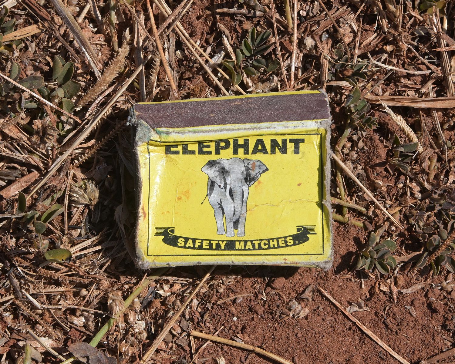 Weathered safety matches box with Elephant brand logo lying on ground among dried leaves.