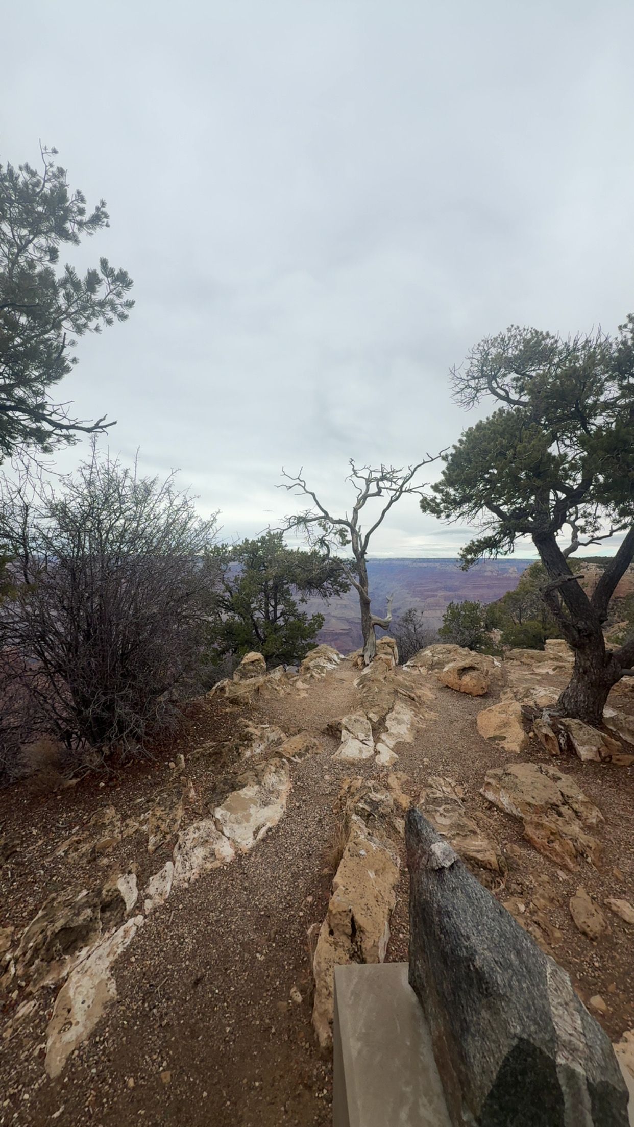 Rocky trail leading through trees with cloudy canyon views in the distance.