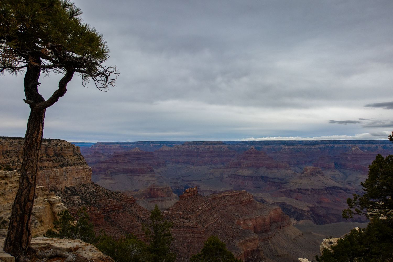 Dramatic view of the Grand Canyon's layered cliffs with a lone tree silhouetted against gray skies.