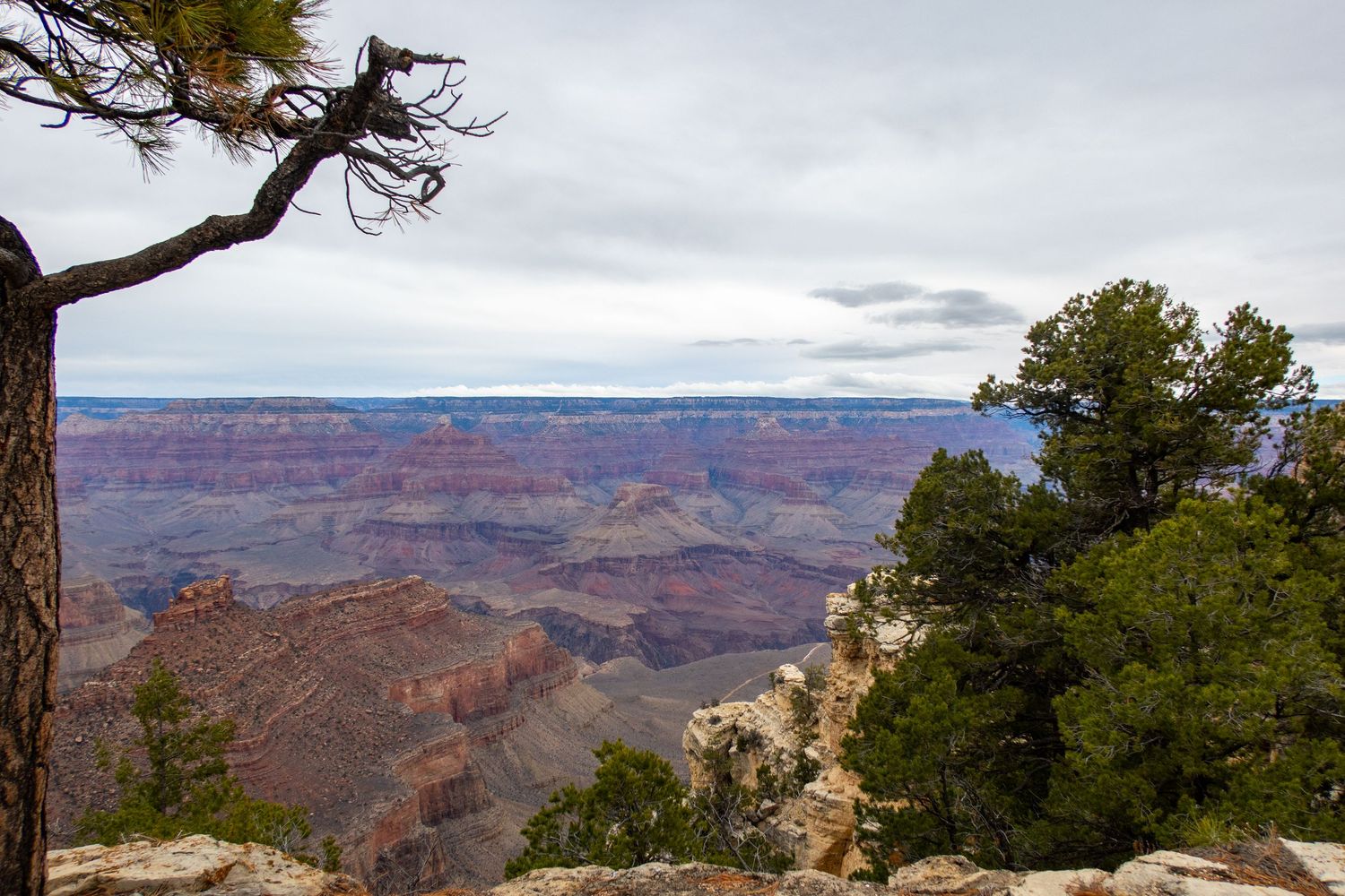Ancient pine tree branches stretch over the Grand Canyon's vast expanse on a cloudy day.