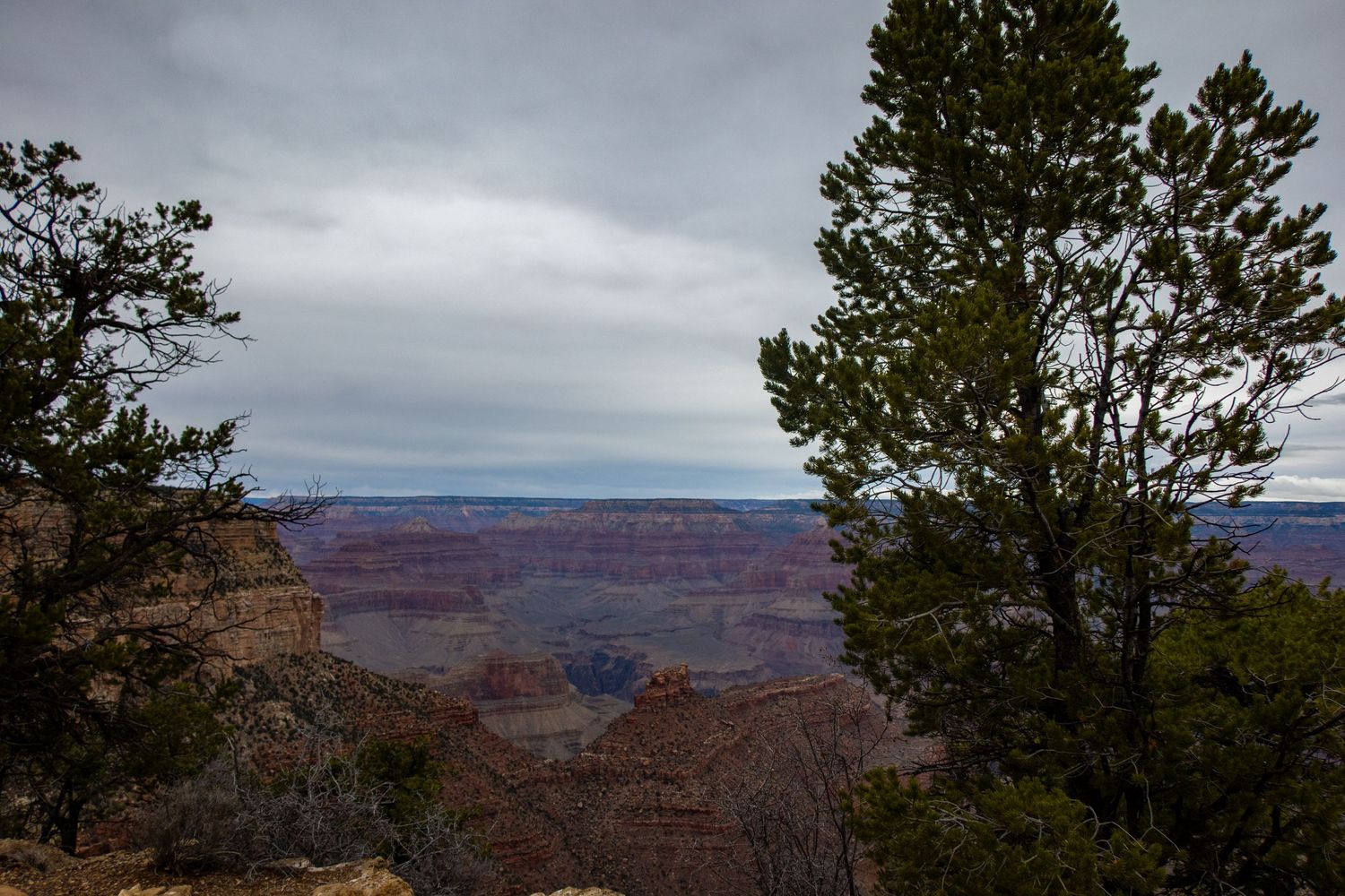 Pine trees frame a sweeping vista of the Grand Canyon's layered rock formations.