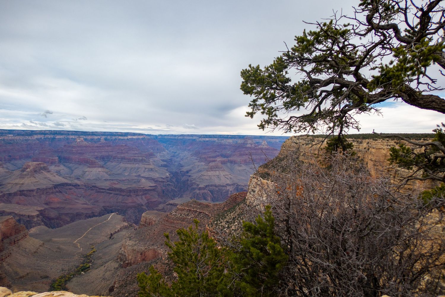 Panoramic landscape of the Grand Canyon with twisted juniper trees framing the vast canyon view.