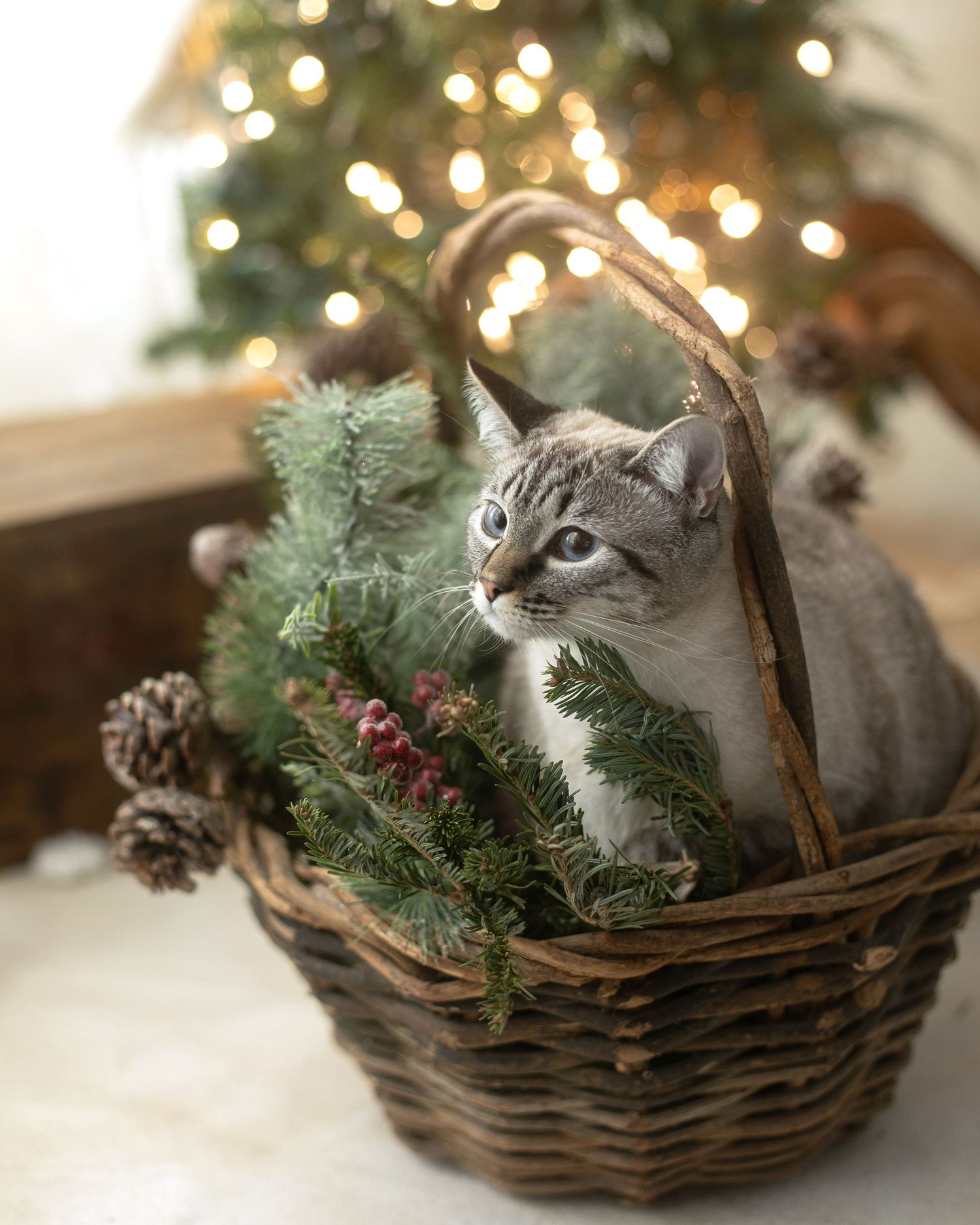 A gray tabby cat sitting in a wicker basket with pine branches and cones near a decorated Christmas tree.