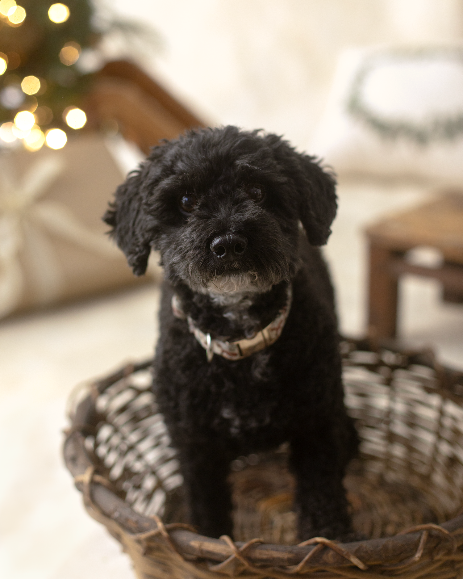 A fluffy black Schnoodle dog sits in a wicker basket wearing a plaid collar with Christmas lights in the background.