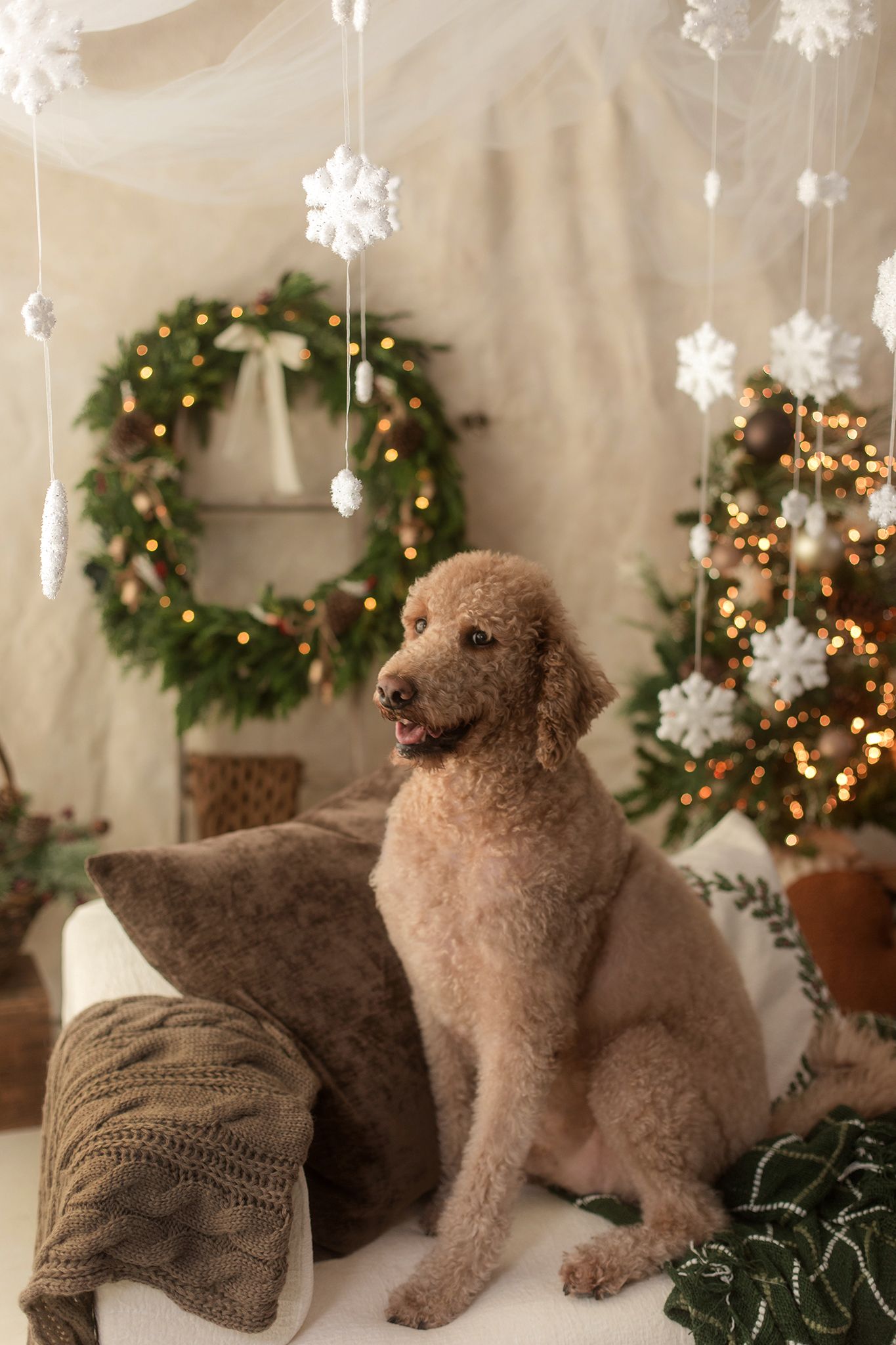 A fluffy apricot poodle sits on a couch with holiday decor, Christmas wreath, and twinkling lights in the background.