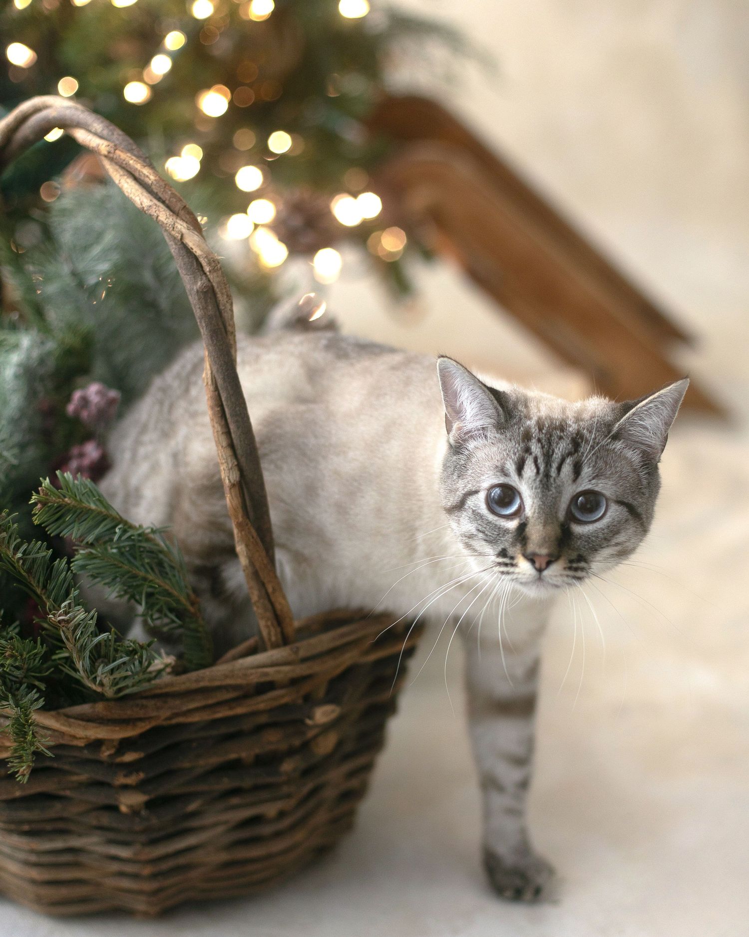 A gray tabby cat standing in a wicker basket with pine branches near a Christmas tree with bokeh lights.