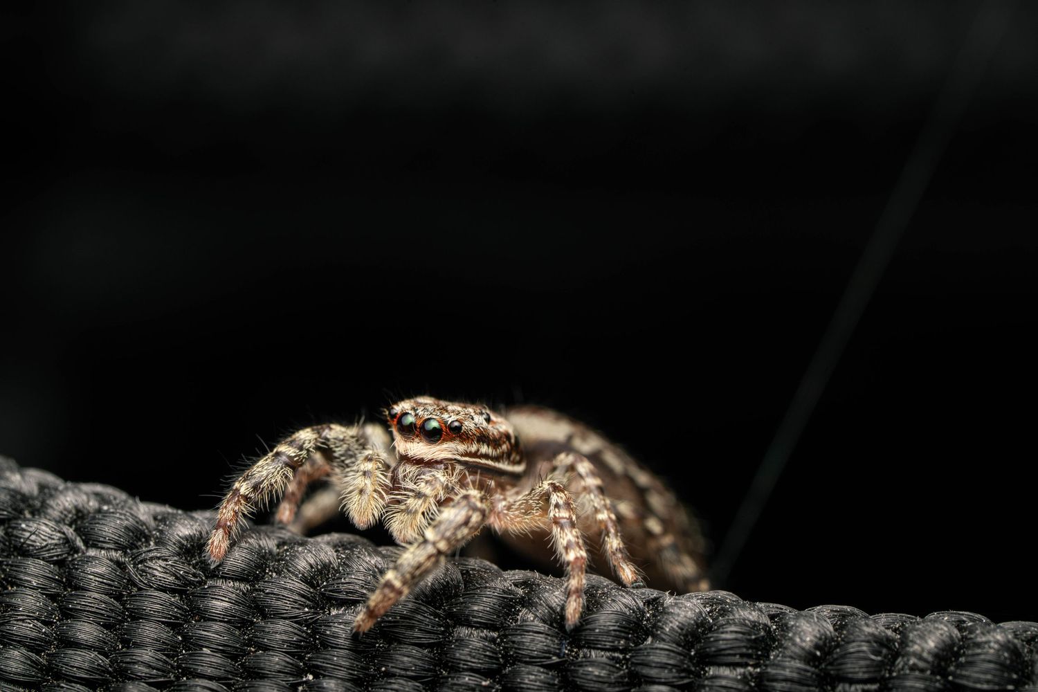 Araignée sauteuse photographiée dans un jardin près de Nancy.