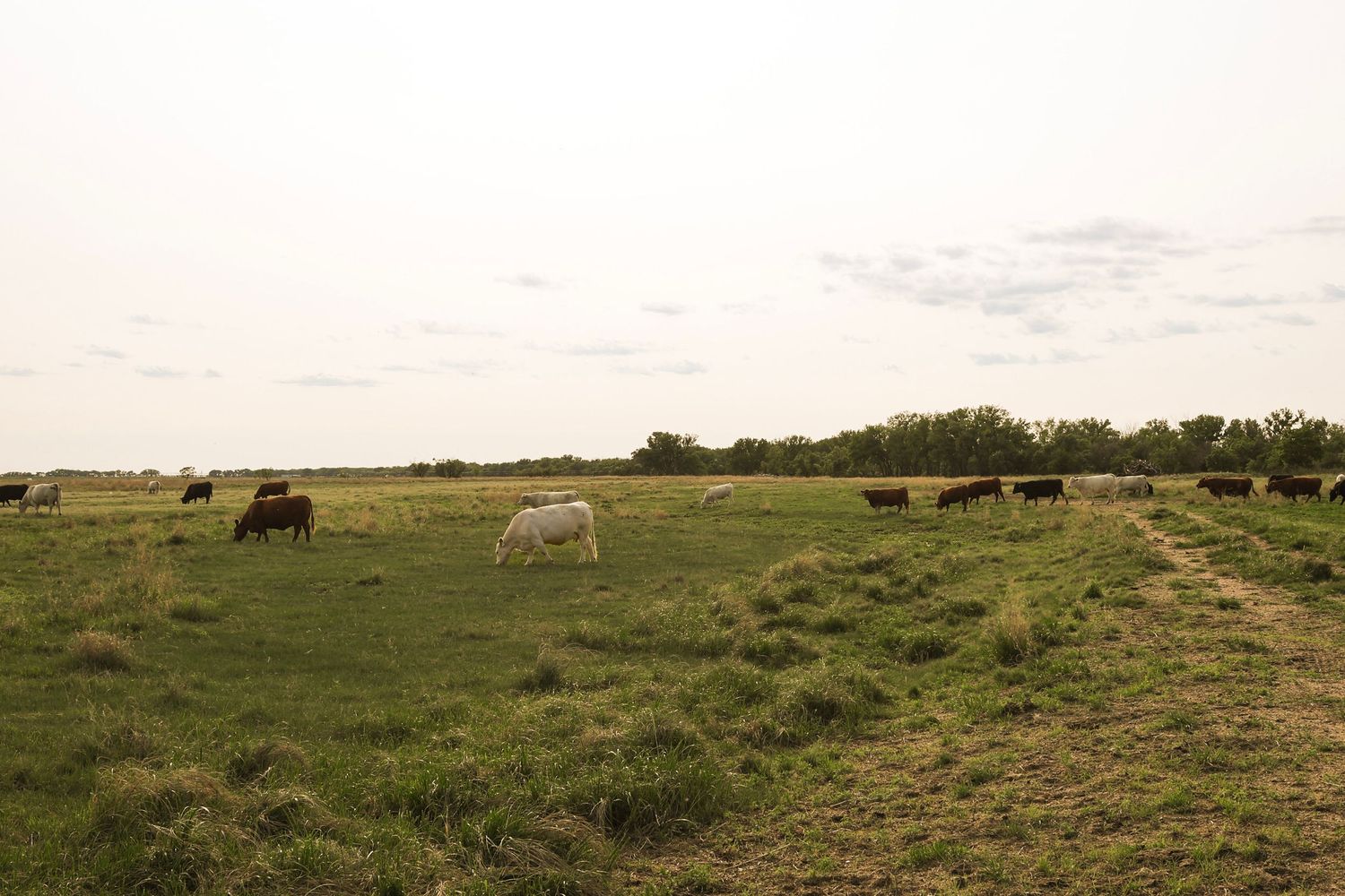 Cattle grazing on a lush green pasture field with trees in the background under a cloudy sky.