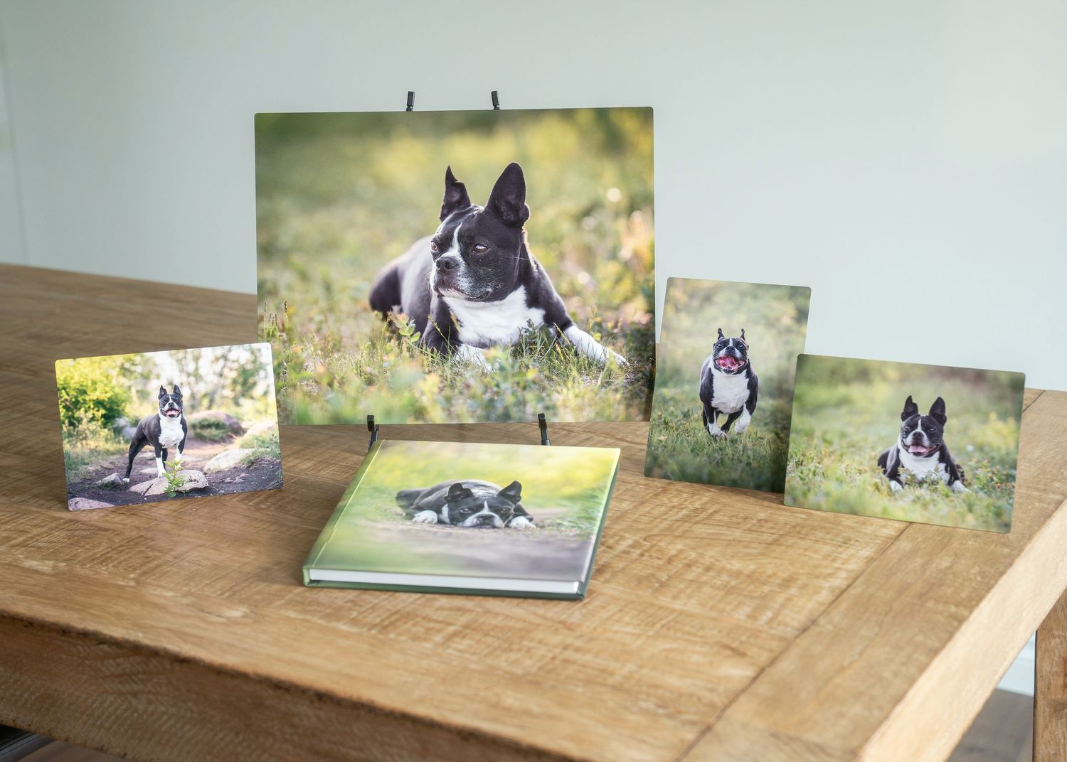 A series of Boston Terrier dog photos arranged on a wooden surface creating a photo display layout.