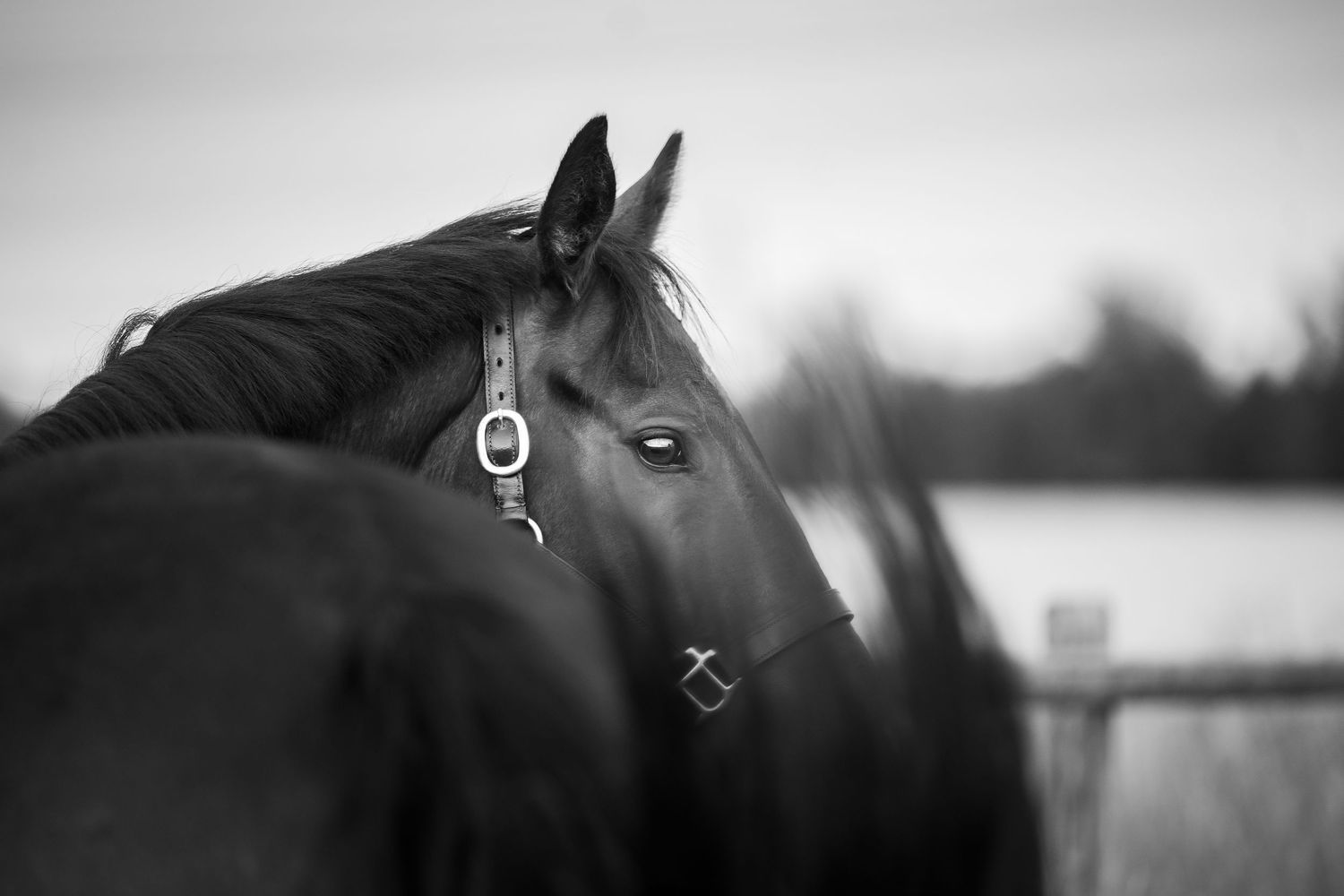 A series of black and white photographs showing close-up details of horses' faces and eyes in an artistic style.