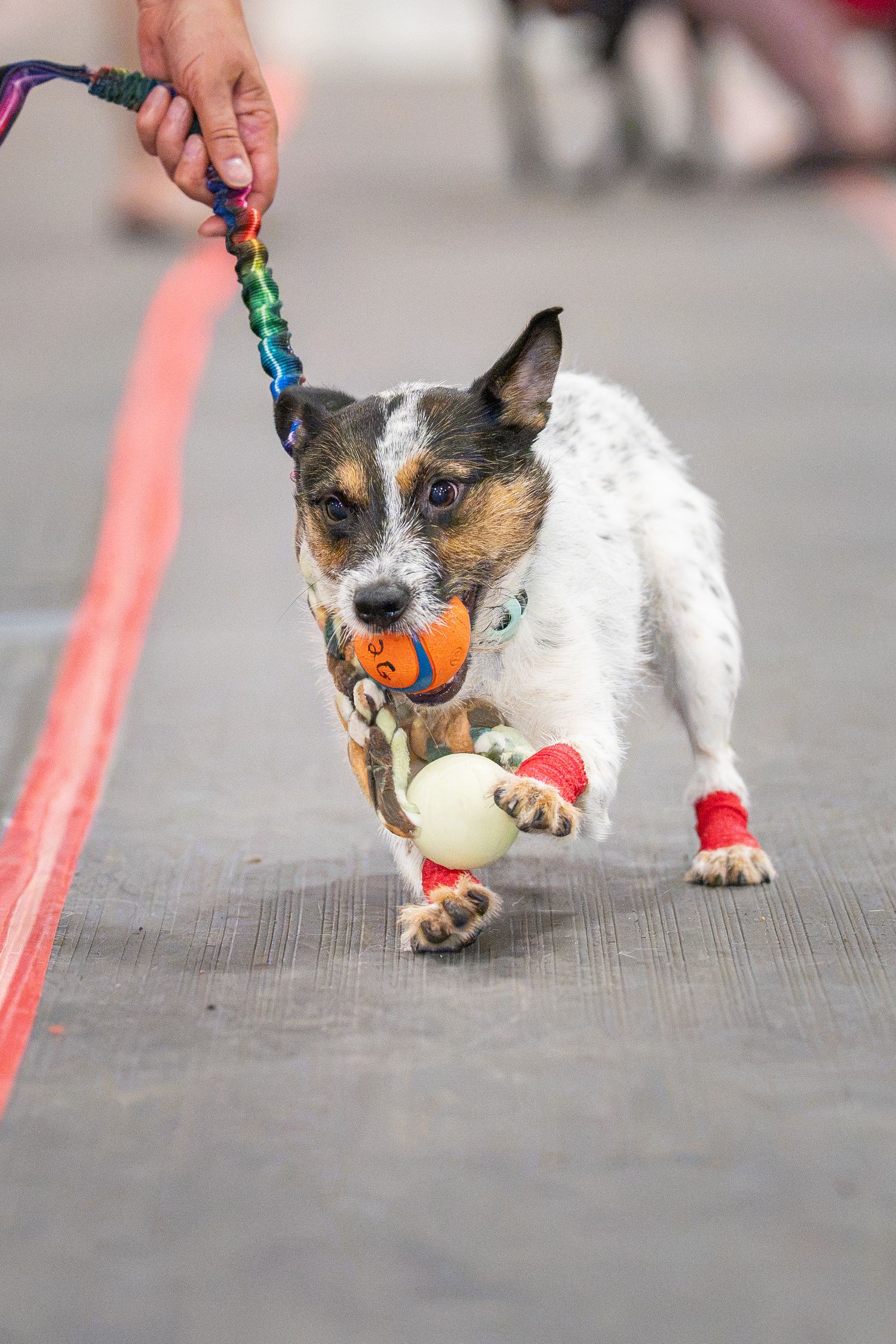 A small spotted dog on a colorful leash carries multiple toys in its mouth while wearing a red bandage on its leg.