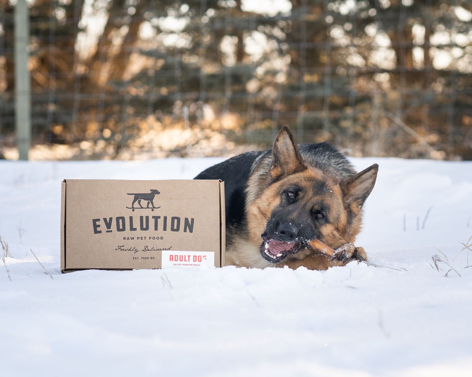 A German Shepherd dog lies in deep snow with its head resting on its paws during winter.