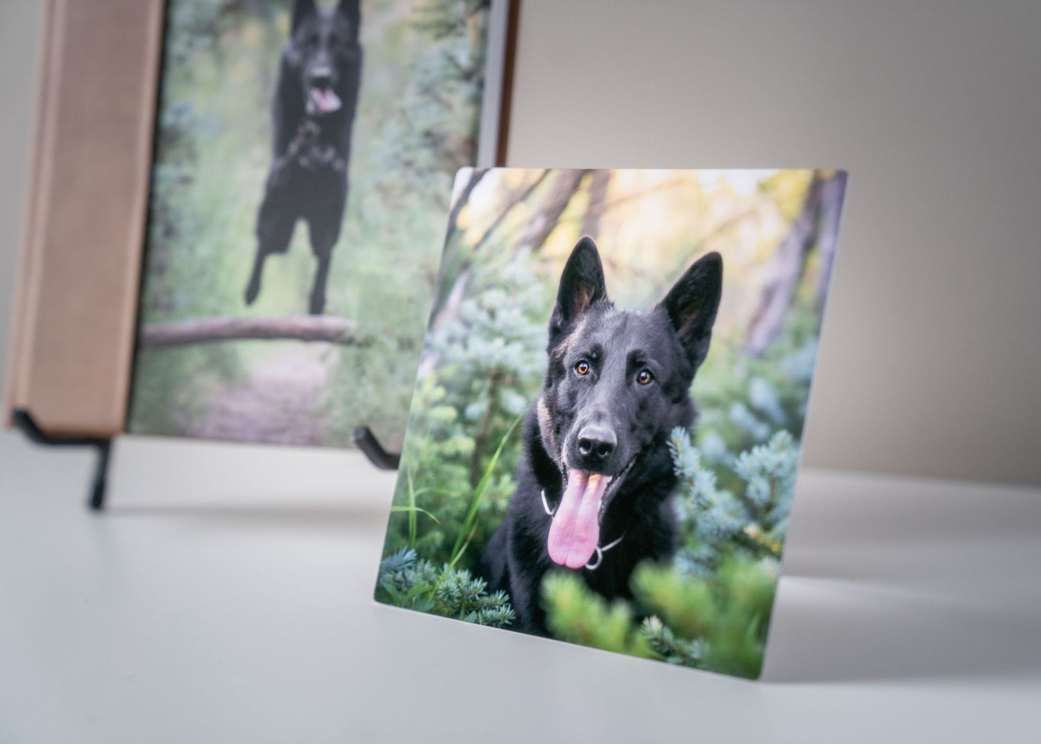 A series of framed black and white dog portraits hanging on a light colored wall in a gallery-style display.