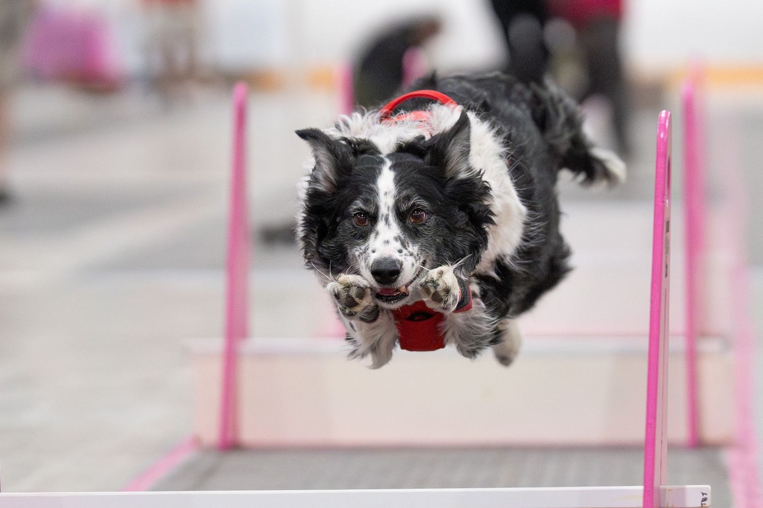 A black and white Border Collie dog gracefully jumps over pink agility course obstacles during competition training.
